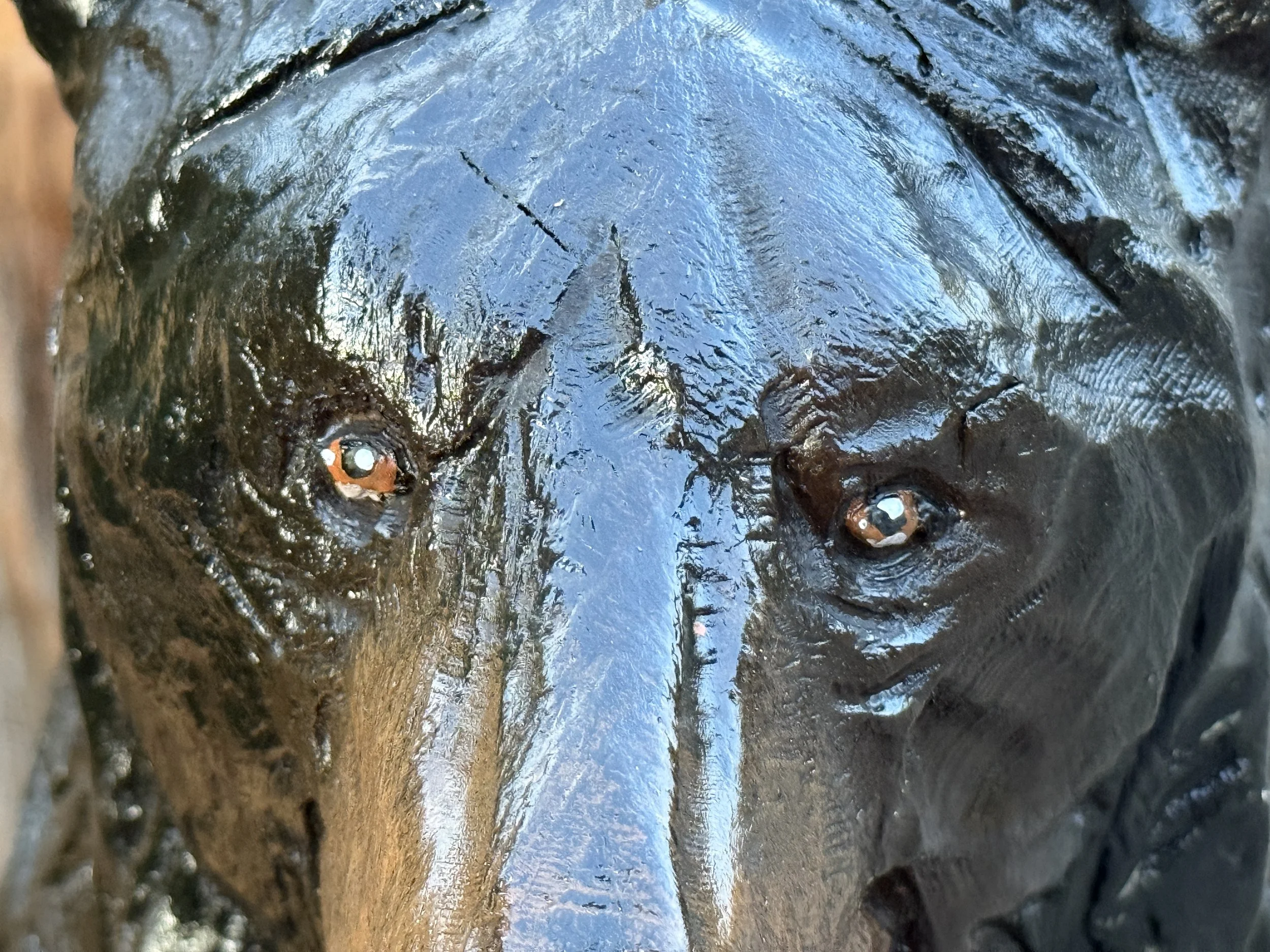 Mini bear eyes