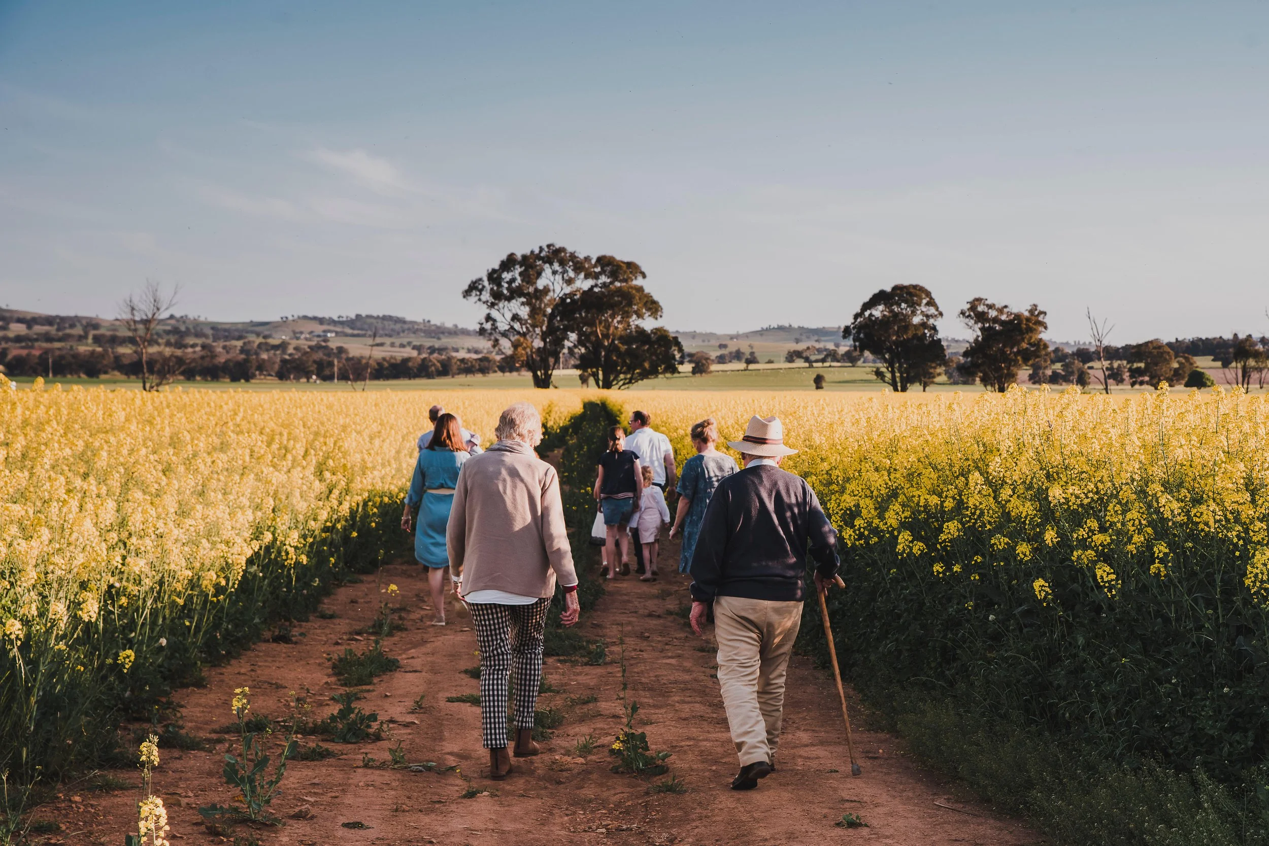 A group of people walking through a field of yellow flowering plants on a dirt path, with trees and rolling hills in the background under a clear sky.