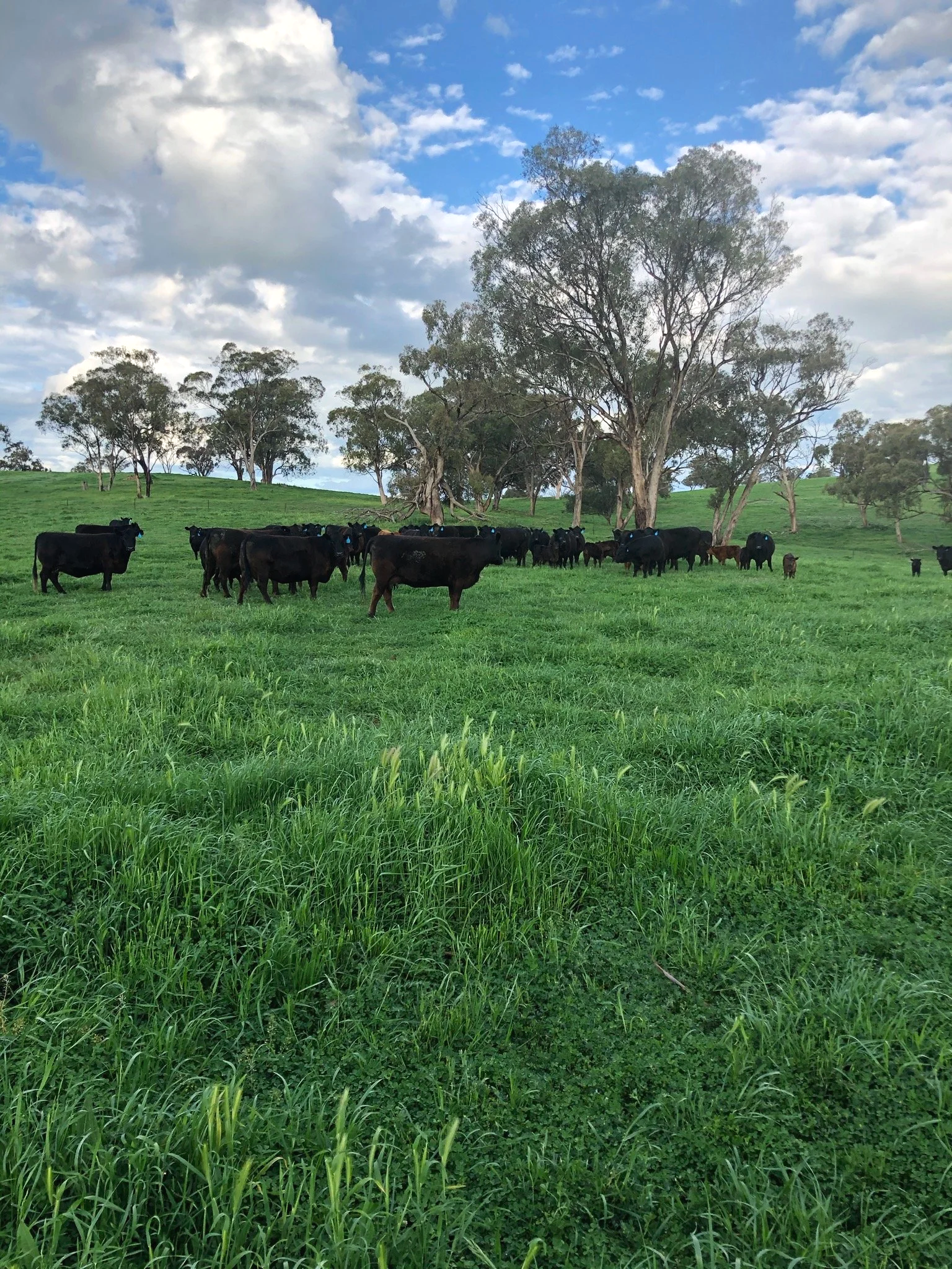 A herd of black cattle grazing on a lush green pasture with tall trees and a partly cloudy sky in the background.