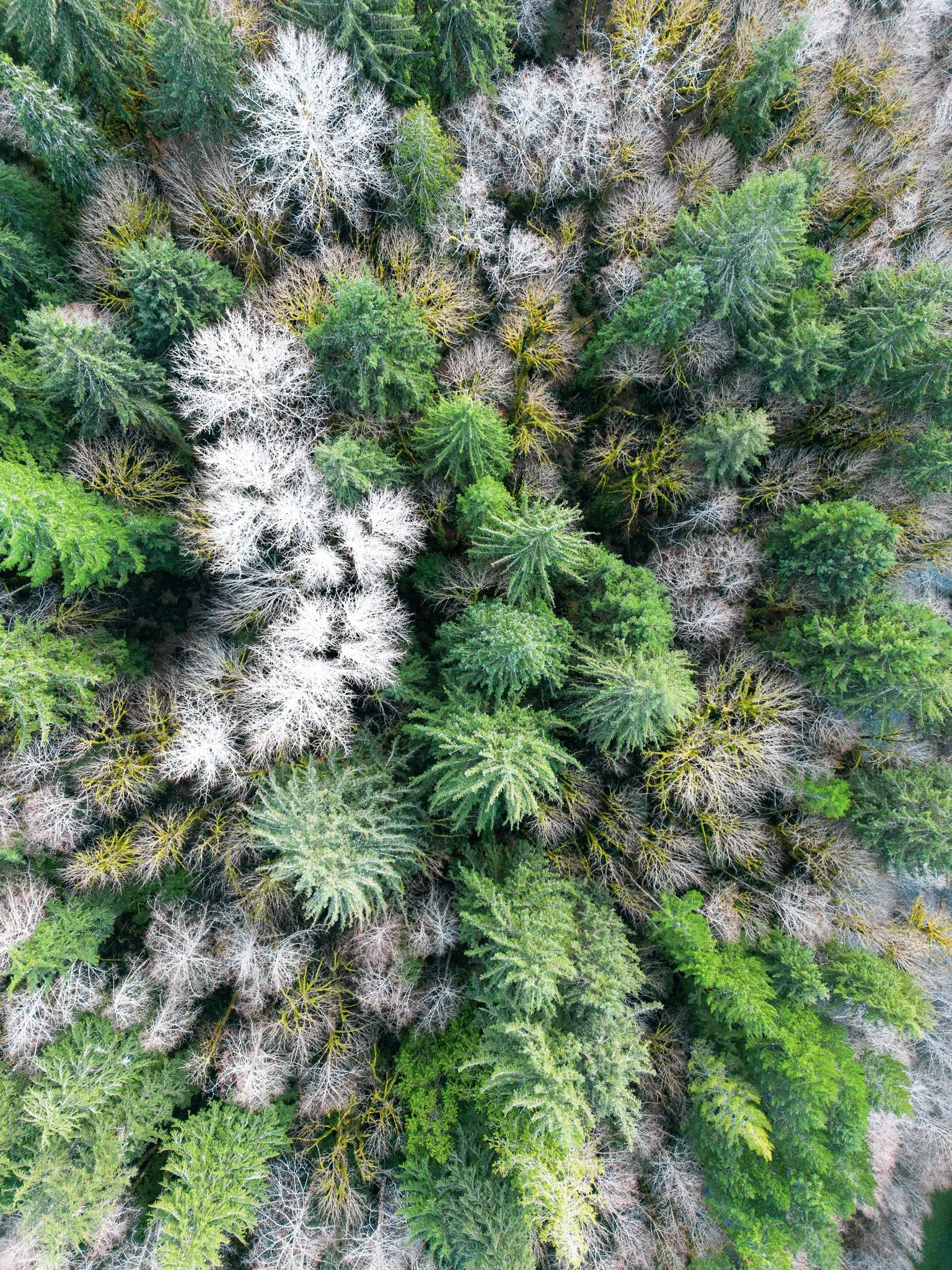 HarrisCreekSpruce-11.jpg