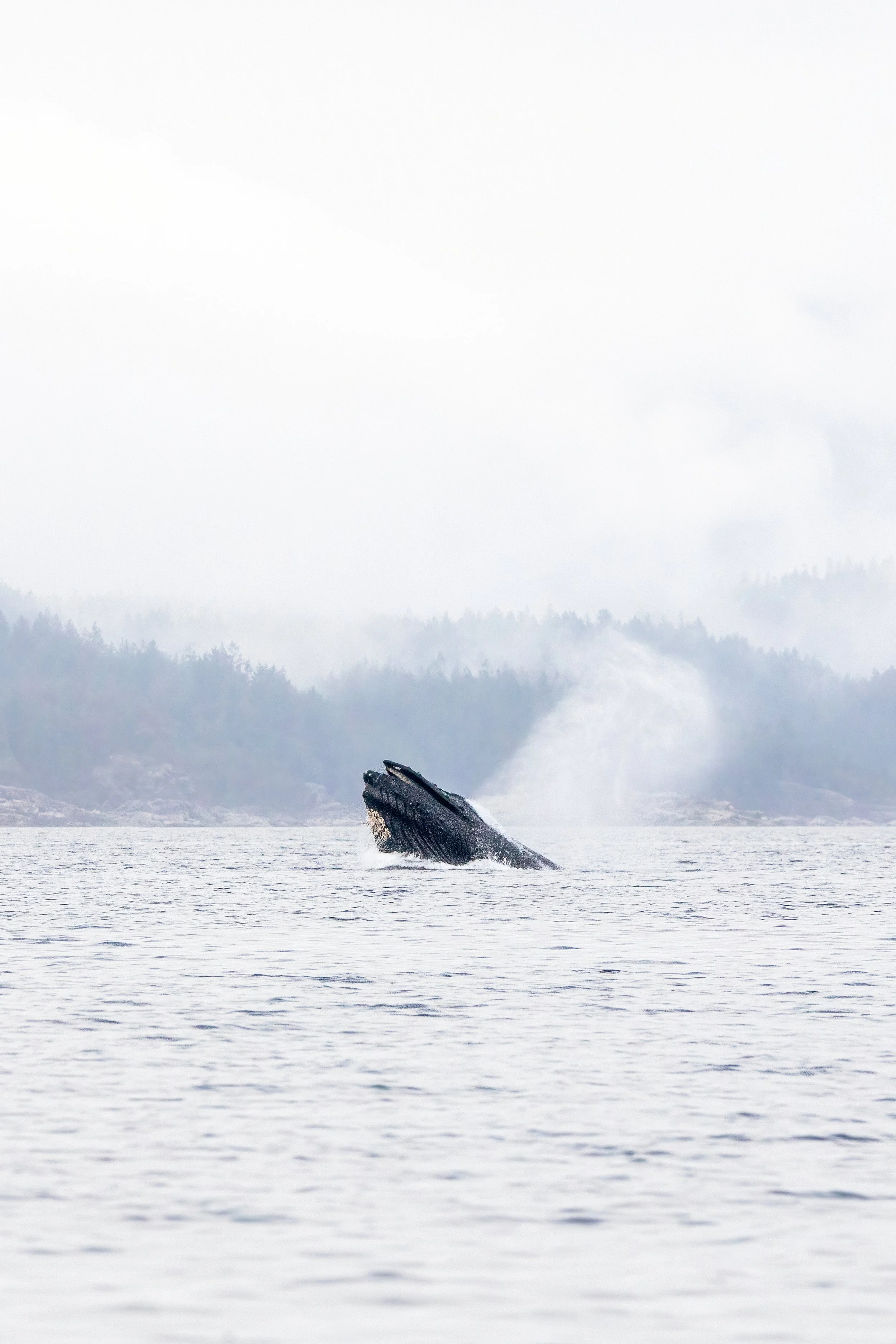 WildWaterWayHumpBack-02.jpg