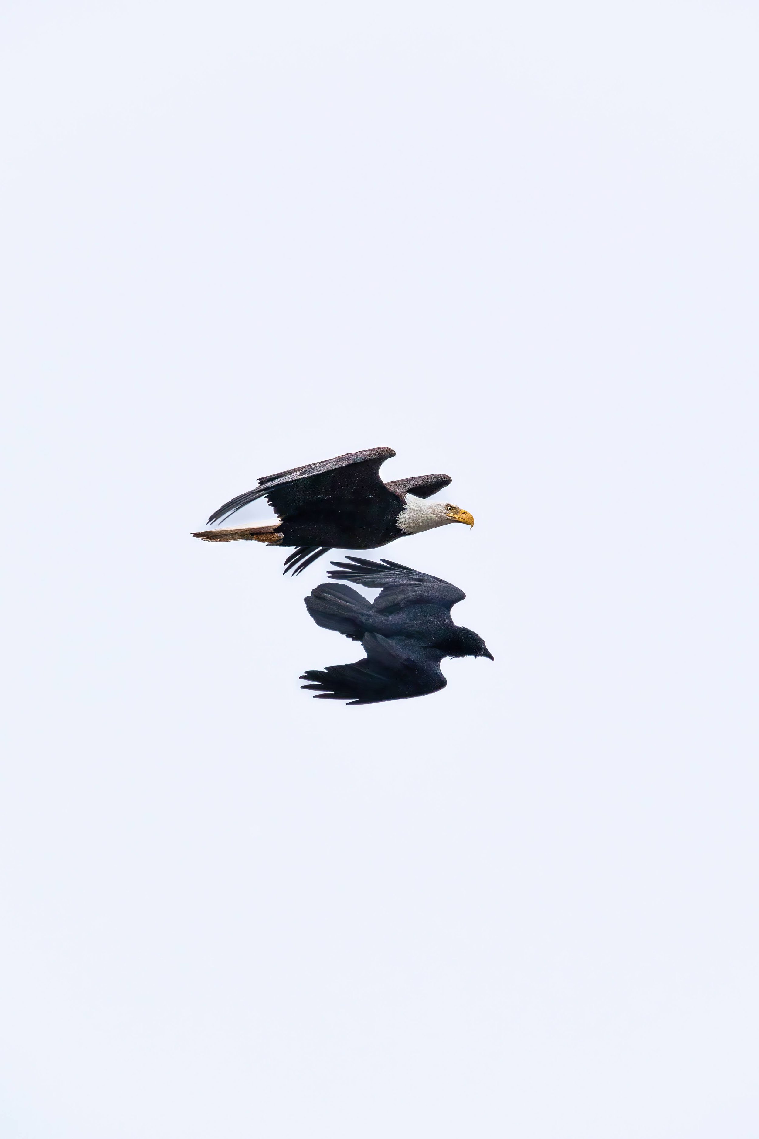 eagle raven-3.jpg