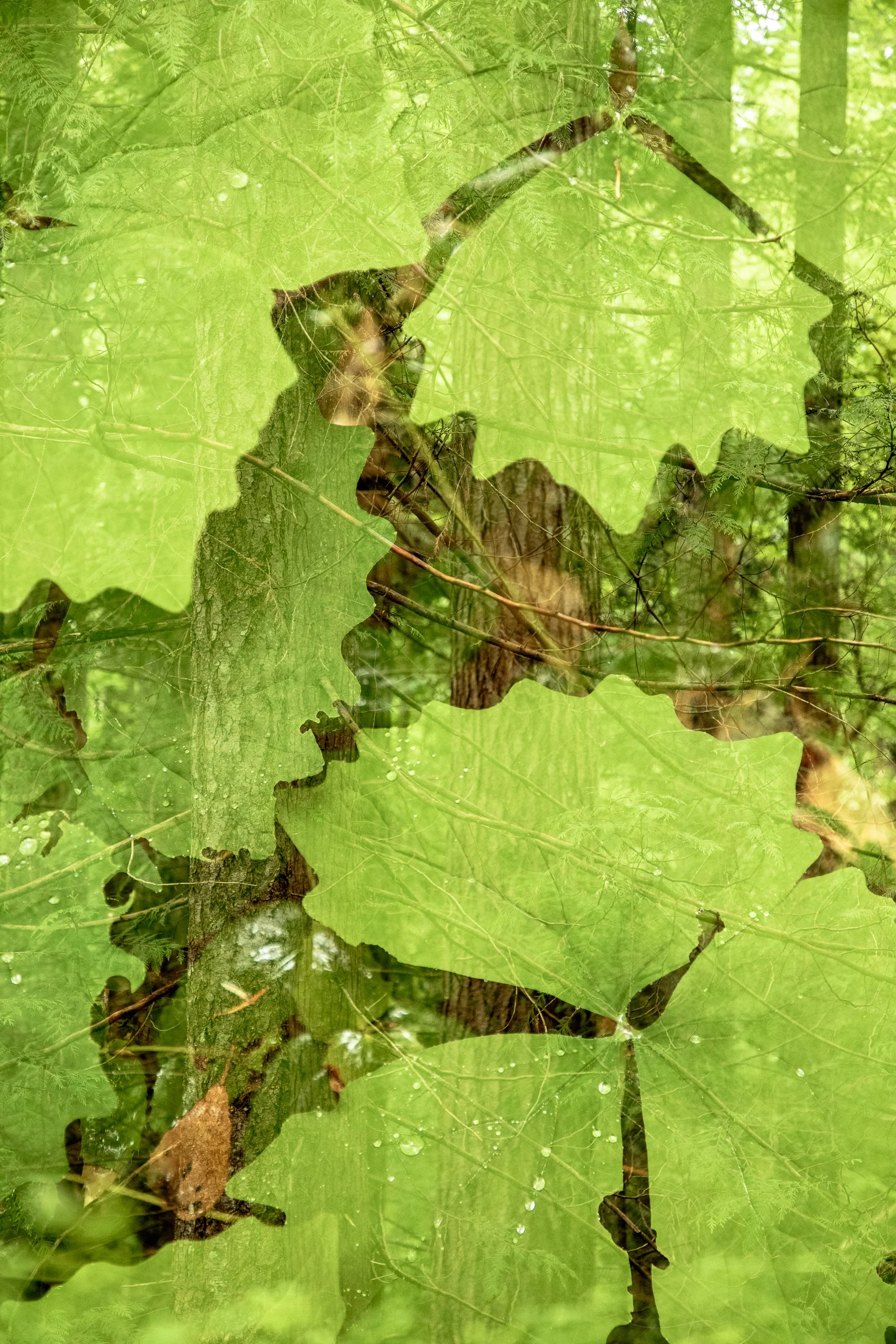 Flora-2 (1).jpg