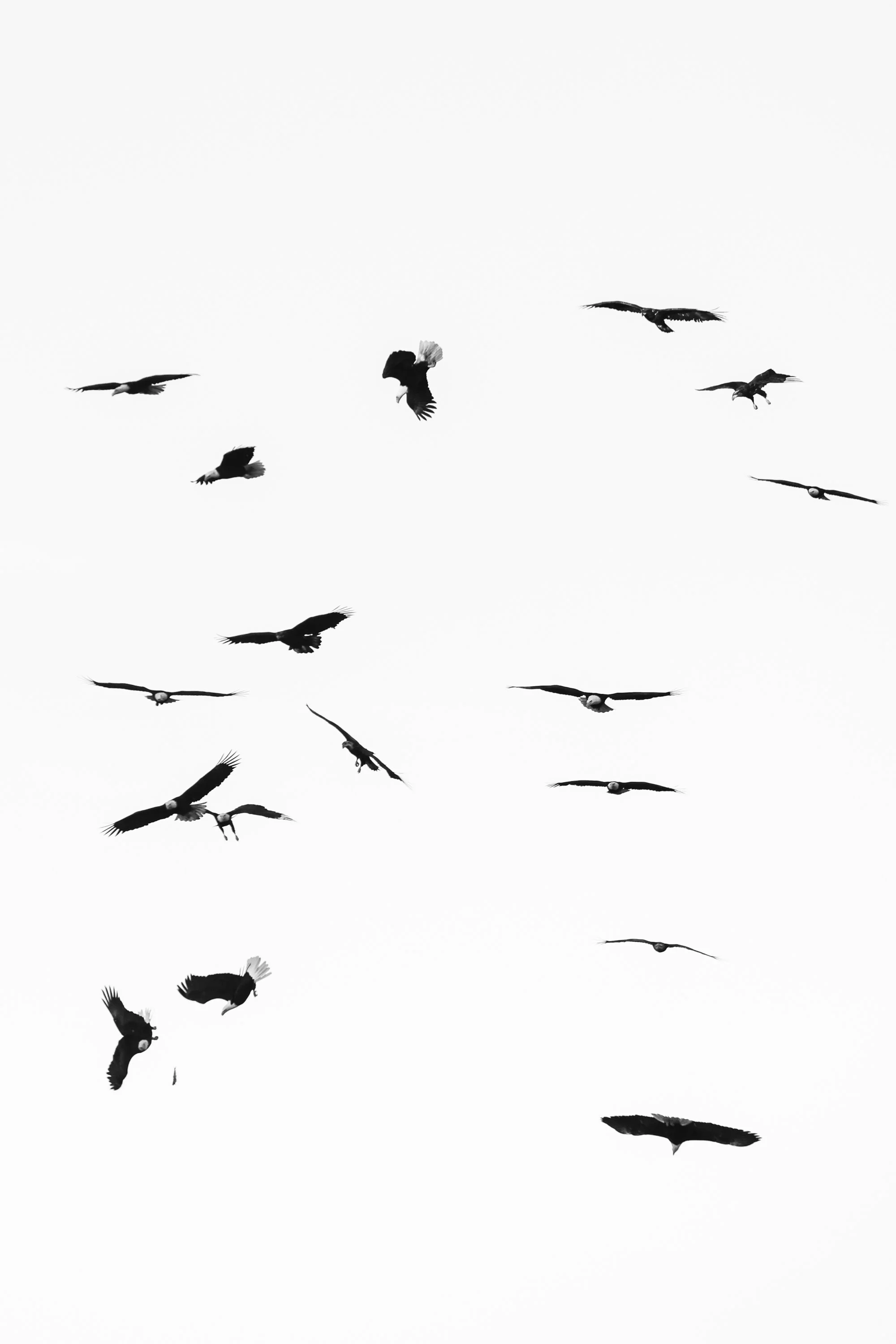 TINKLER-FlyingFish-2000x3000.jpg