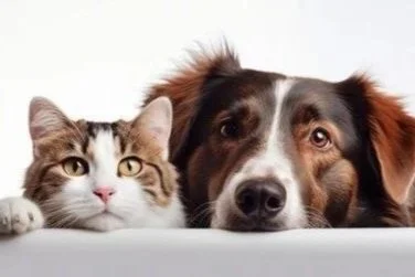 A cat and dog laying closely, side by side.