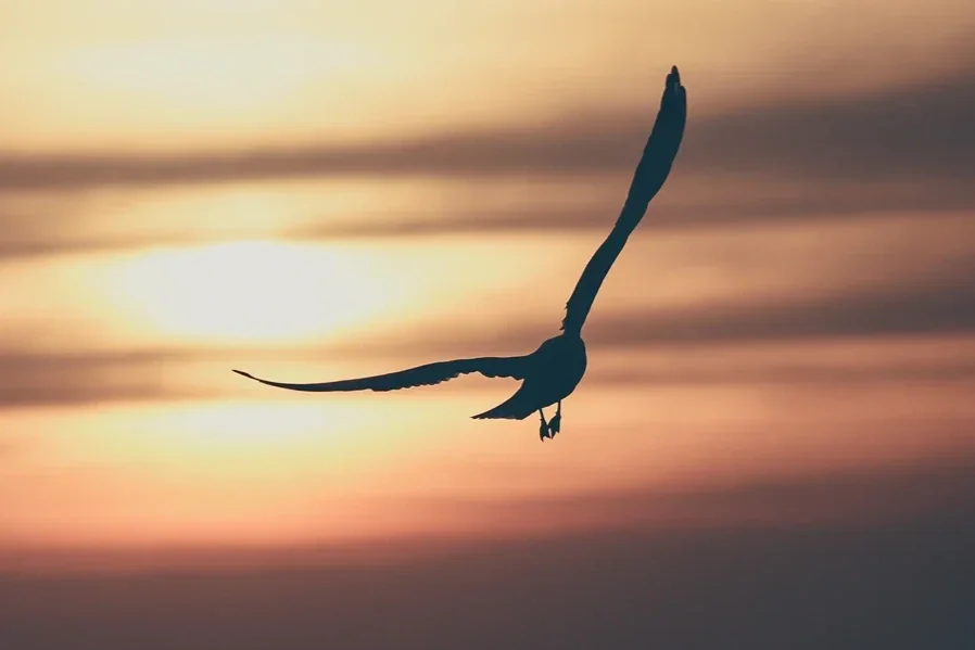 A bird flying free and harmoniously over a sunset.