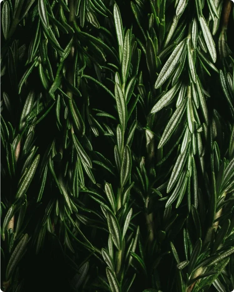 Close-up of green rosemary herb leaves