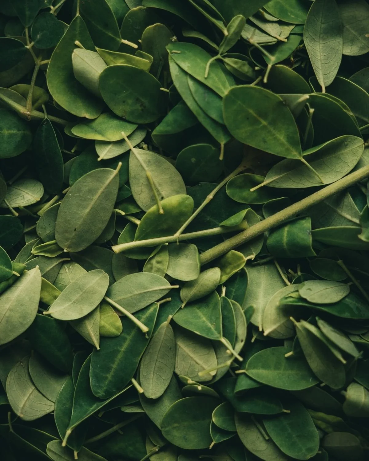 Close-up of green, oval-shaped leaves with smooth edges, overlapping each other.