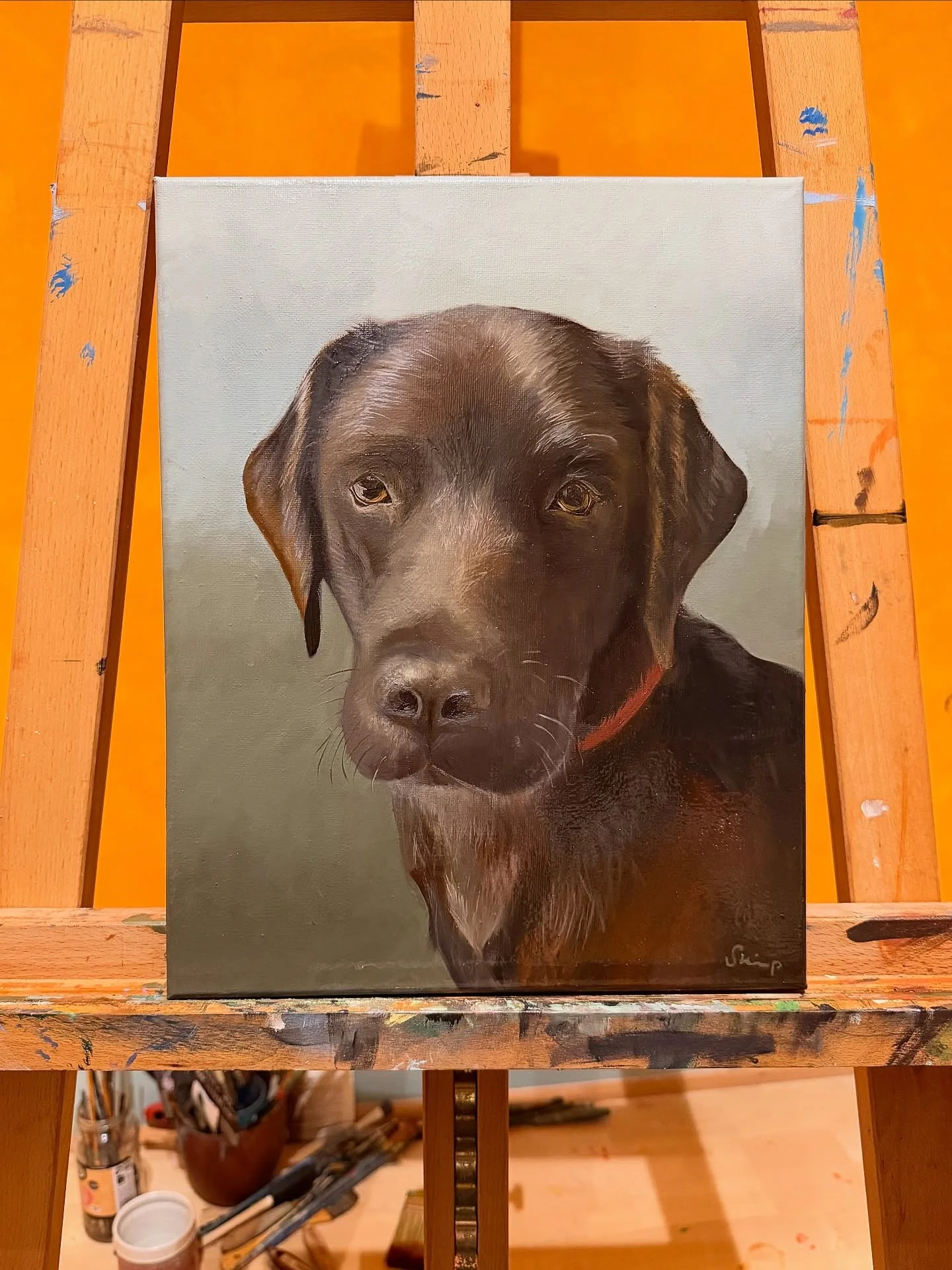 A one off commission for some special friends of their gorgeous dog Bryn 🦴

#chocolatelab #dogportraits #oilpainting