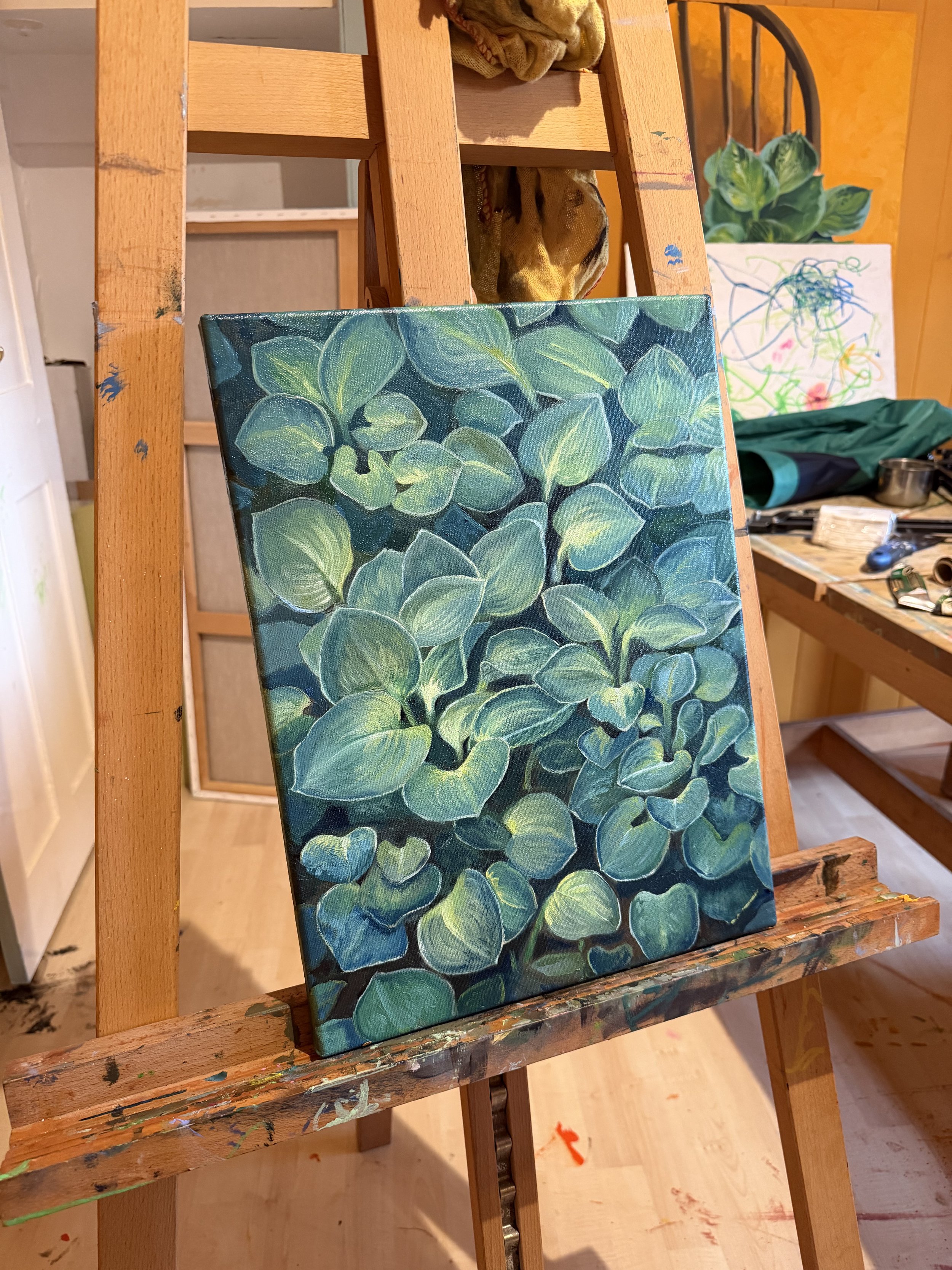 'Blue Mouse Ears'