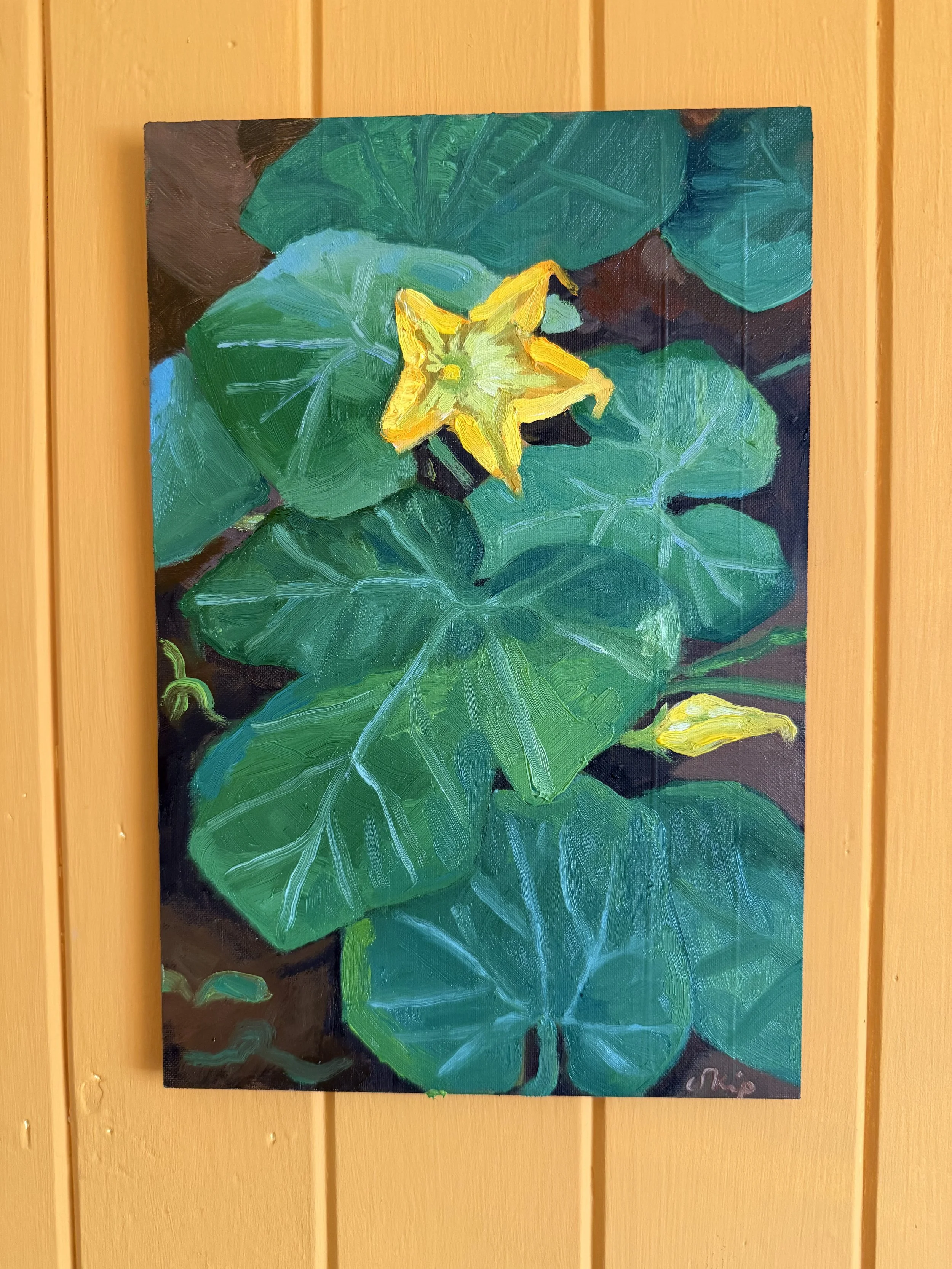 'Cucurbita Pepo II'
