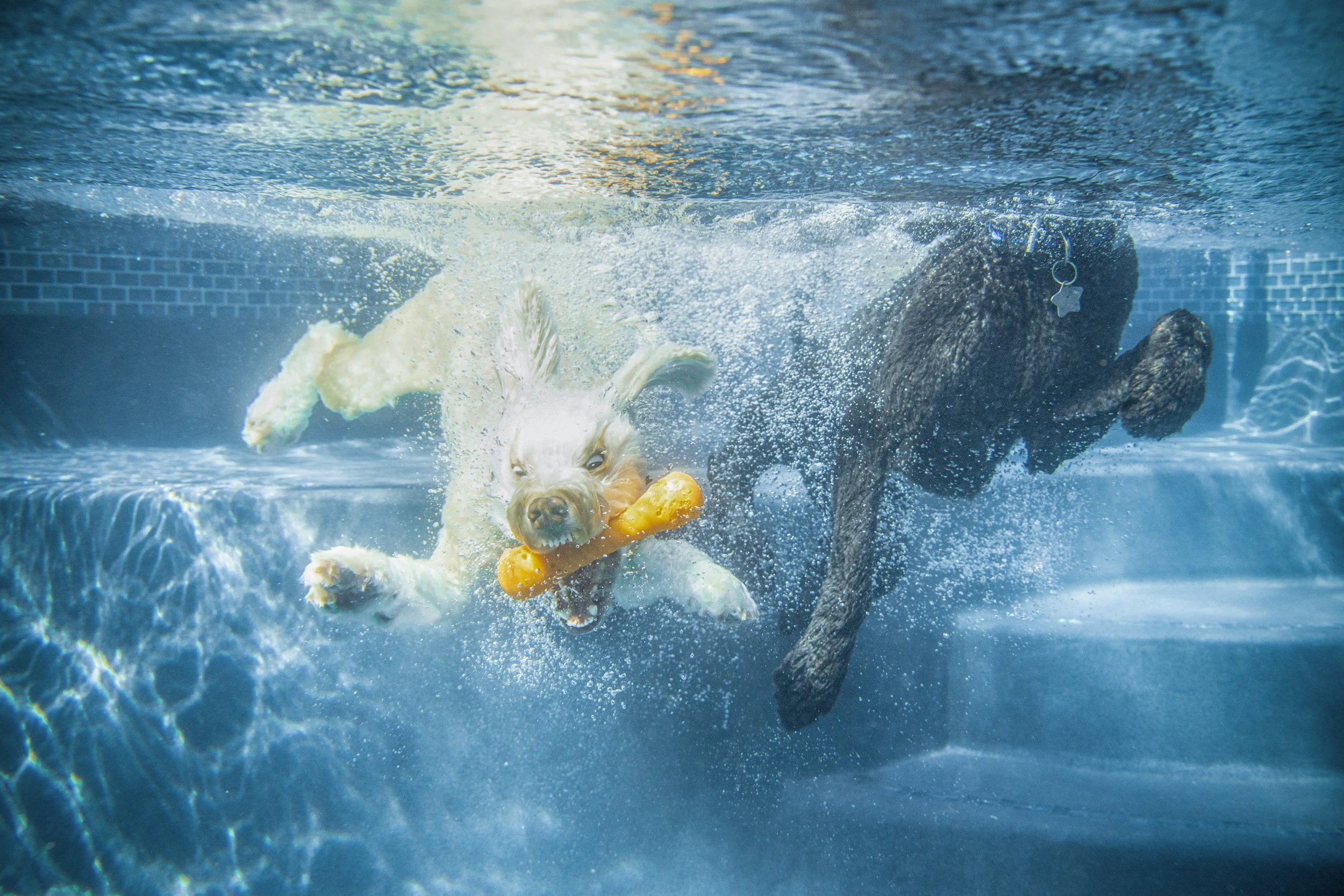 Dog swimming underwater in a pool holding a yellow toy in its mouth.