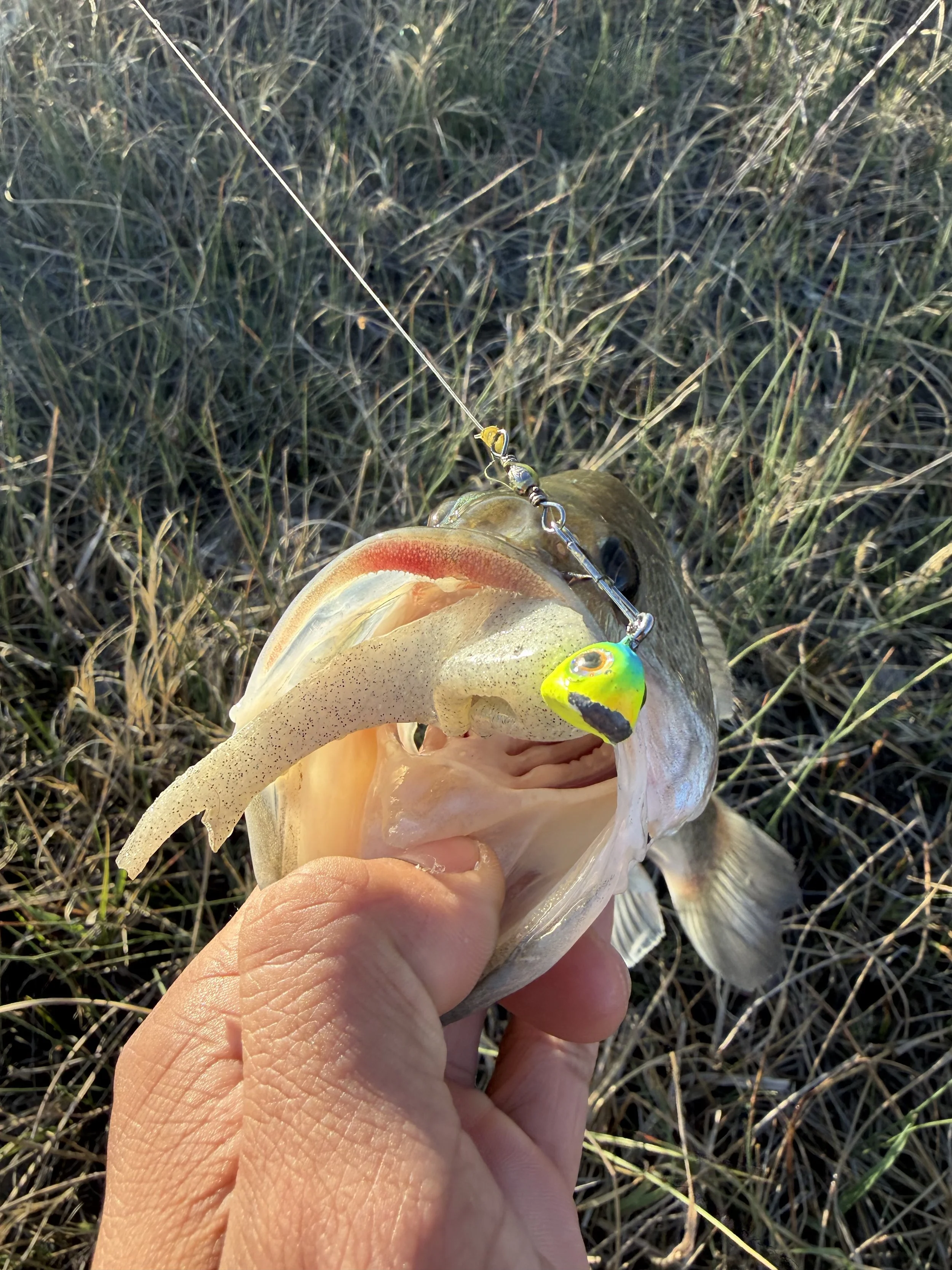 A person holding a fish that has been caught, with a fishing lure attached to its mouth, in a grassy outdoor area.