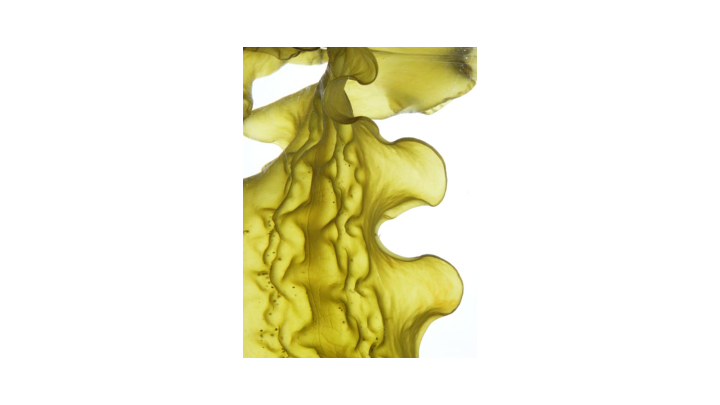 Seaweed