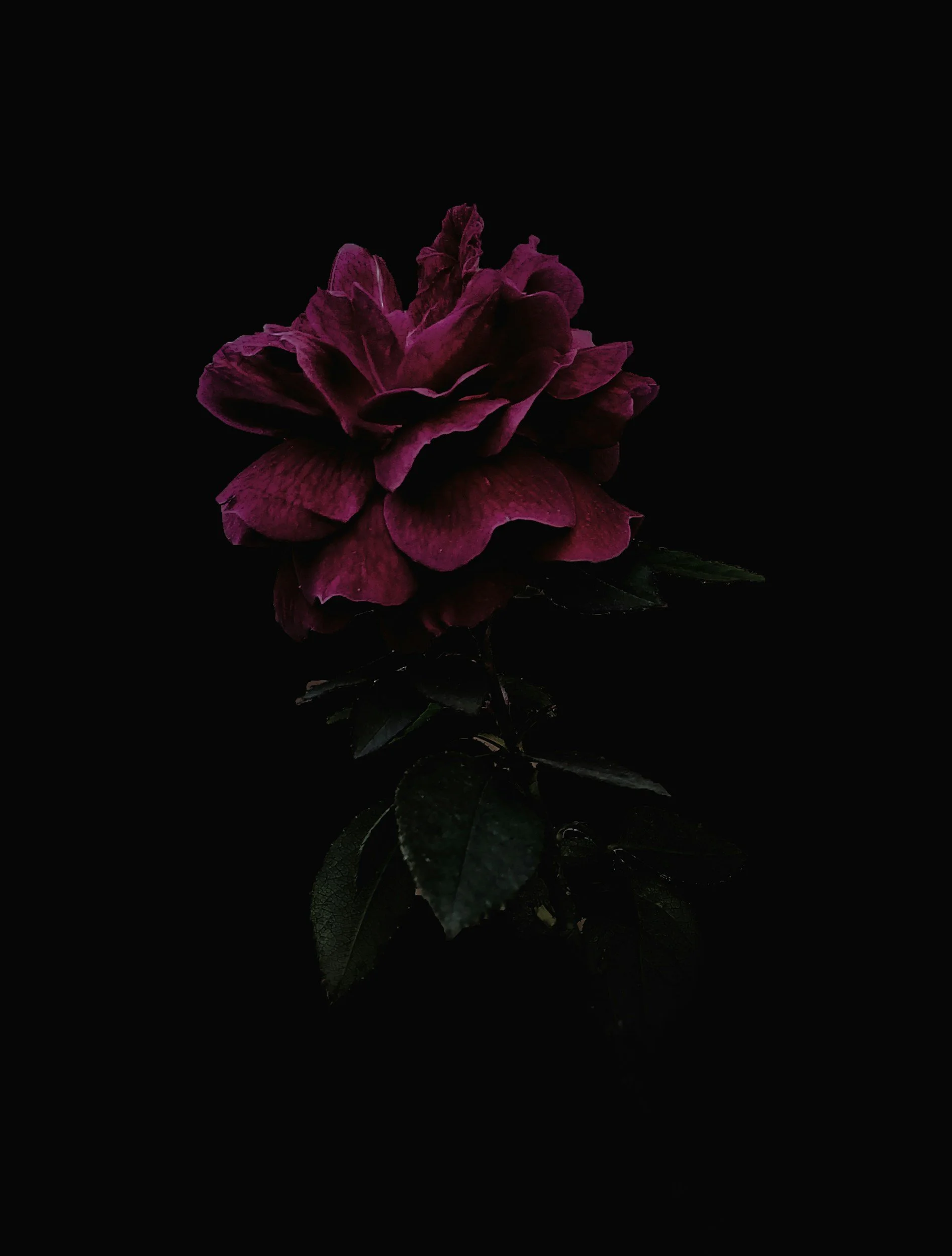 A single dark pink long stemmed flower against a black background