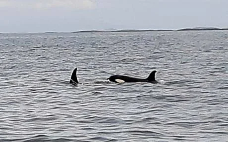 Zwei Orcas schwimmen im Meer mit einer Wasseroberfläche und einem Himmel im Hintergrund.