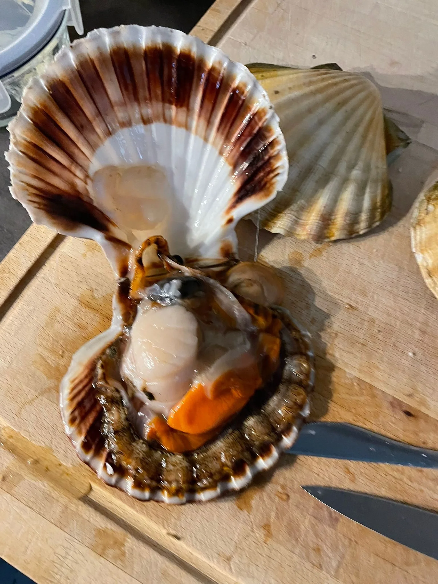 Geöffnete Muschel mit hohem, Serrated karierten Schalen auf Holzbrett, Messer neben der Muschel.