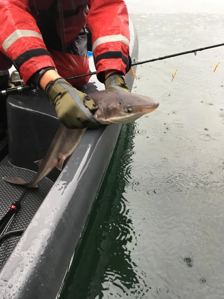 Person in roter Jacke hält einen Fisch am Bootskant mit einer Angelrute im Wasser.