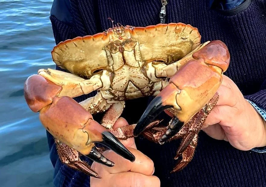 Eine Person hält eine große Hummer vor Wasser.