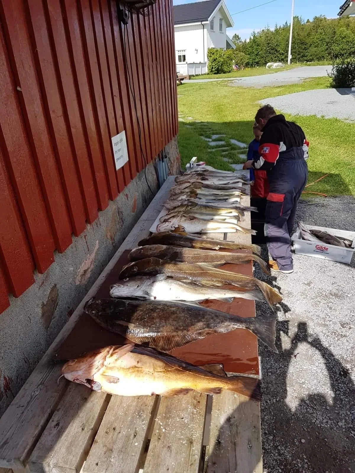 Frisch gefangene Fische liegen auf einem Holz−Tisch im Freien. Zwei Personen, vermutlich Kinder, betrachten die Fische. Im Hintergrund eine grüne Wiesenfläche und ein Wohnhaus.