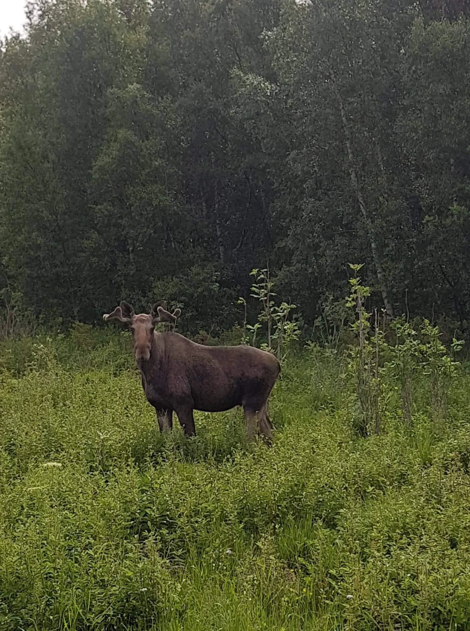 Ein Elch steht in einem grünen Waldgebiet mit Bäumen im Hintergrund.