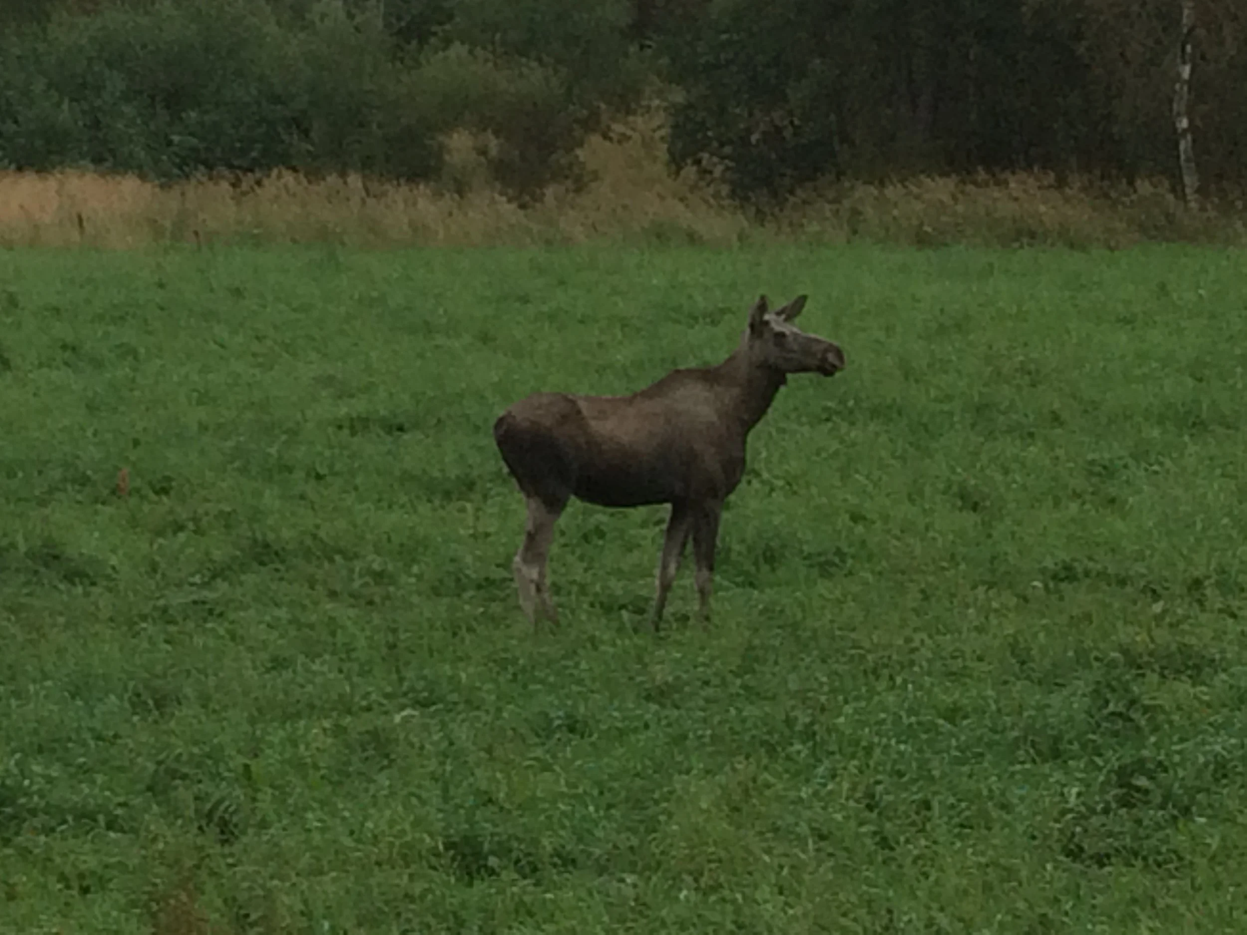 Ein Elch steht auf einer grünen Wiese mit Bäumen im Hintergrund.