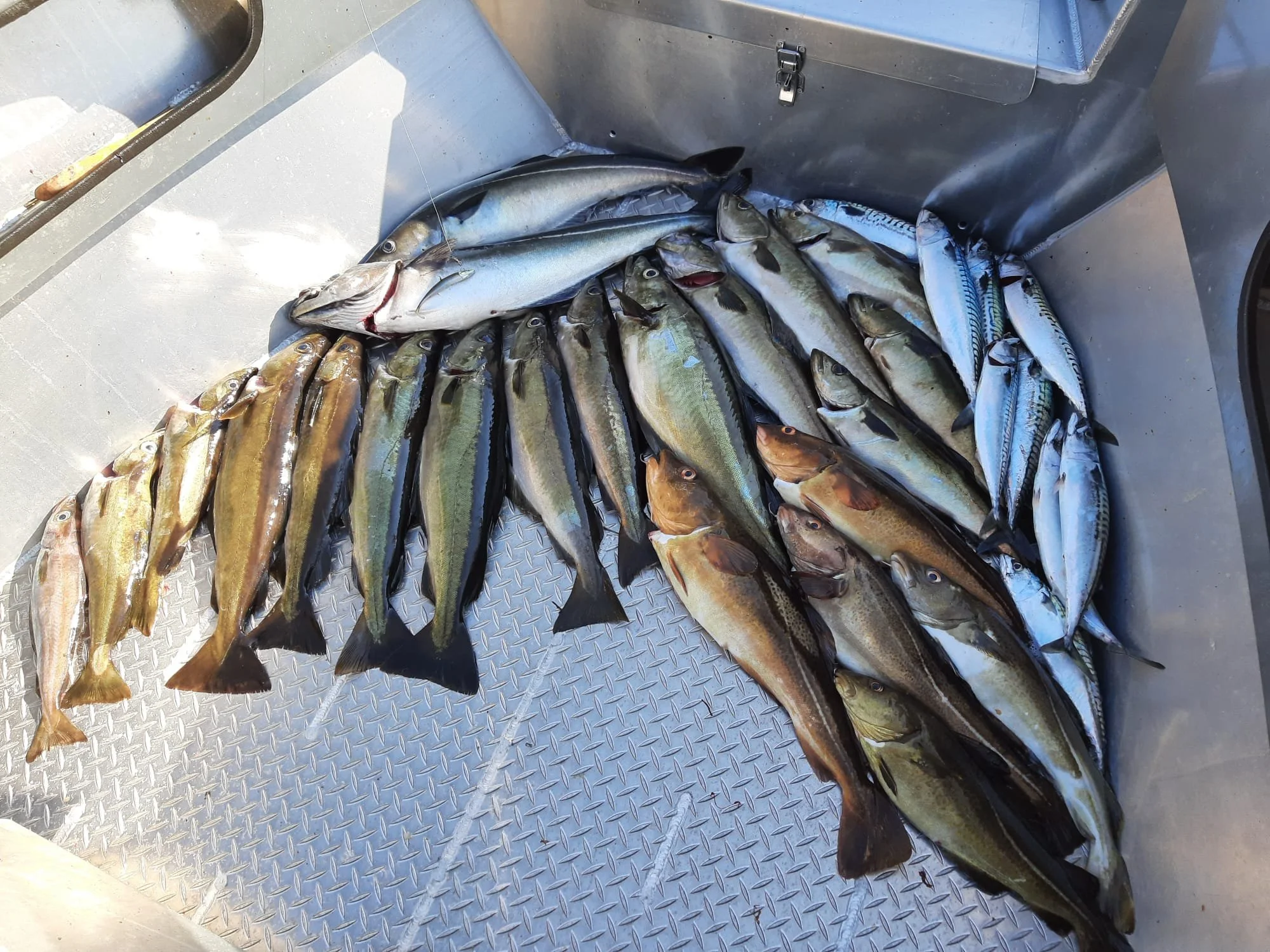 Verschiedene gefangene Fischarten auf einem Metallboden des Bootes