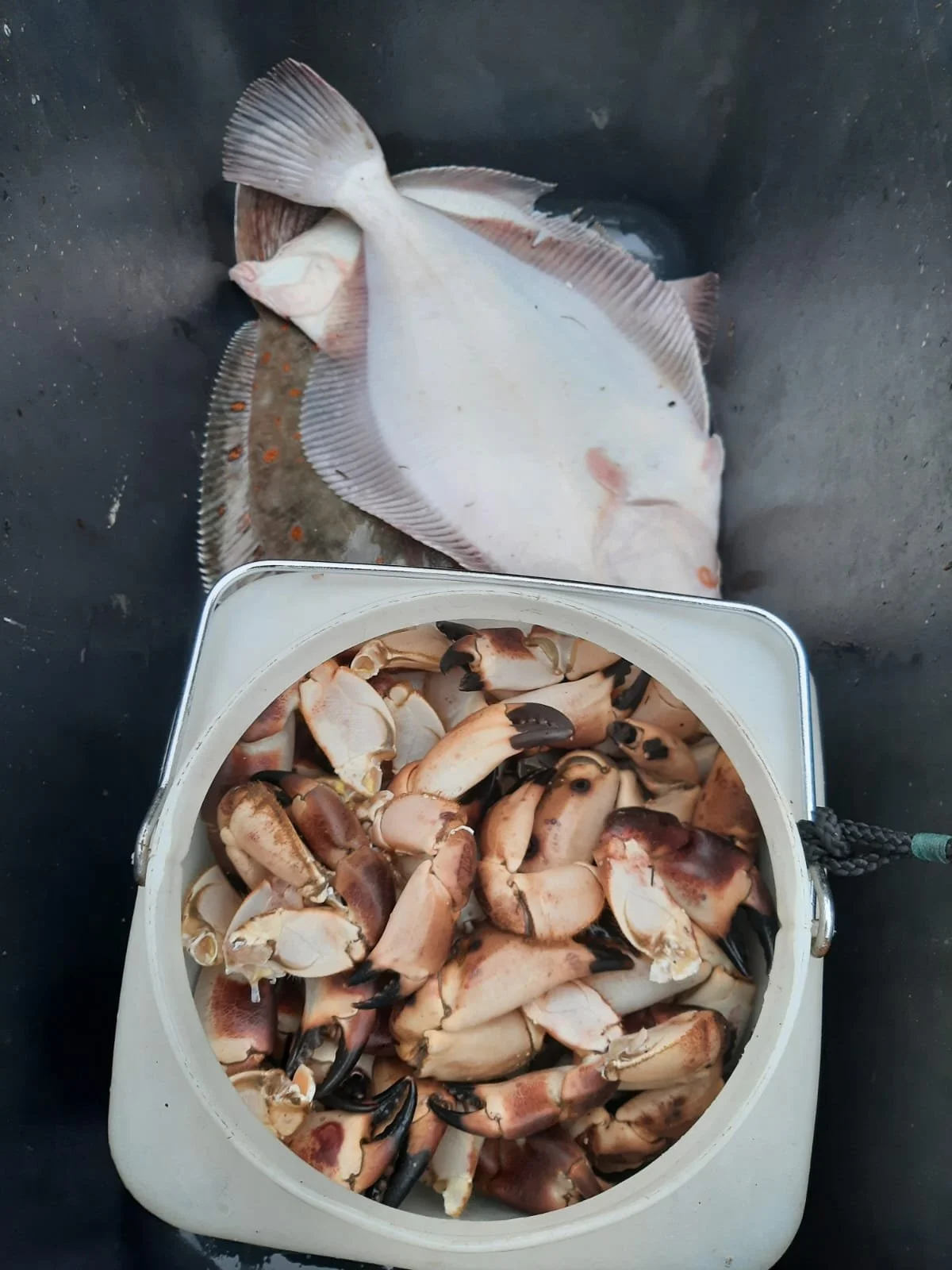 Frischer Fisch und Krabben in einem Eimer auf einer schwarzen Oberfläche.