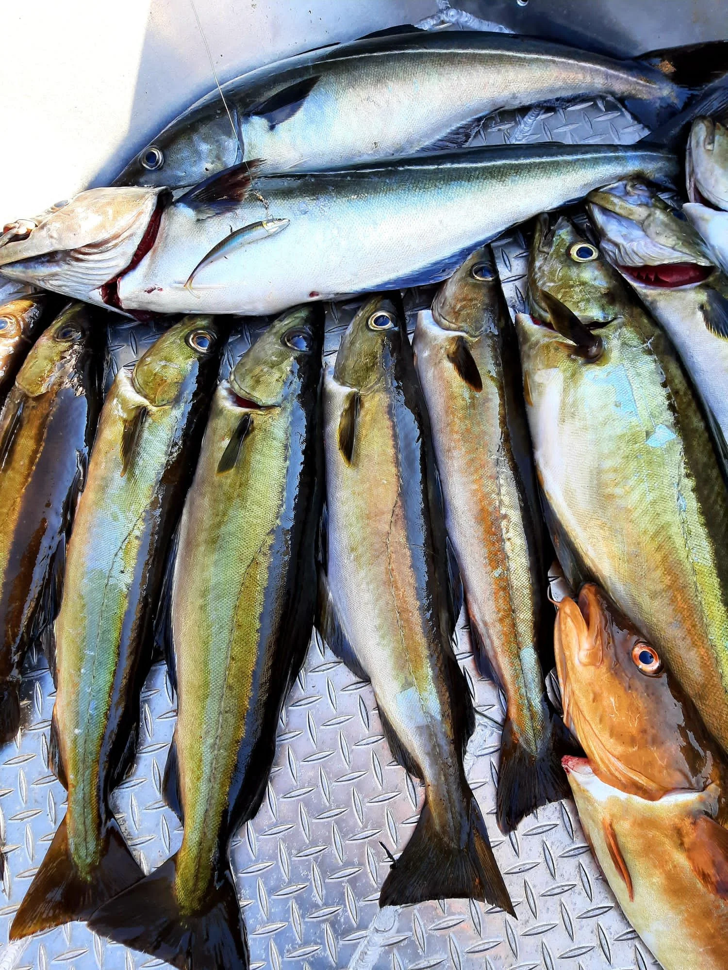 Verschiedene Fische, darunter eine größere, auf einem Metallgitterboden