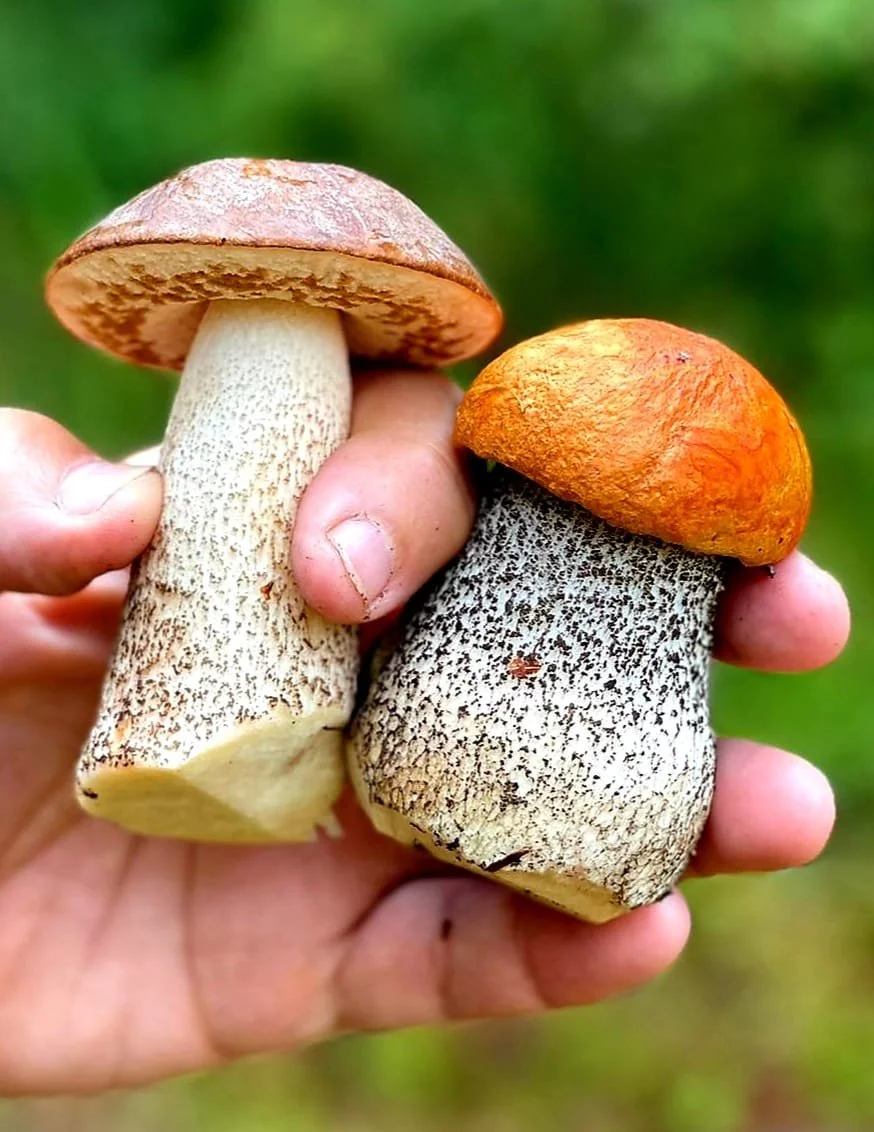 Zwei Pilze, einer mit brauner Kappe und weißem Stiel, der andere mit oranger Kappe und gemusterter Stiel, werden von einer Hand gehalten.