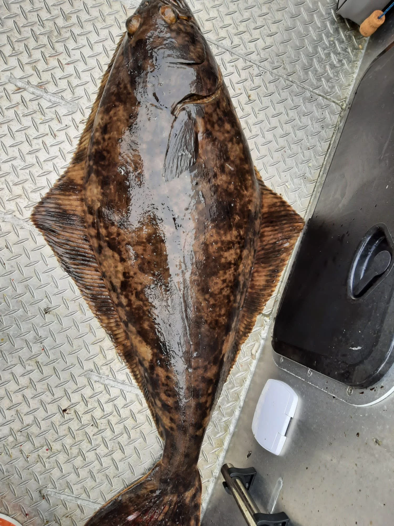 Ein großer Flussbarsch liegt auf einer Metalloberfläche auf einem Fischmarkt oder einer Fischverarbeitungsstation.