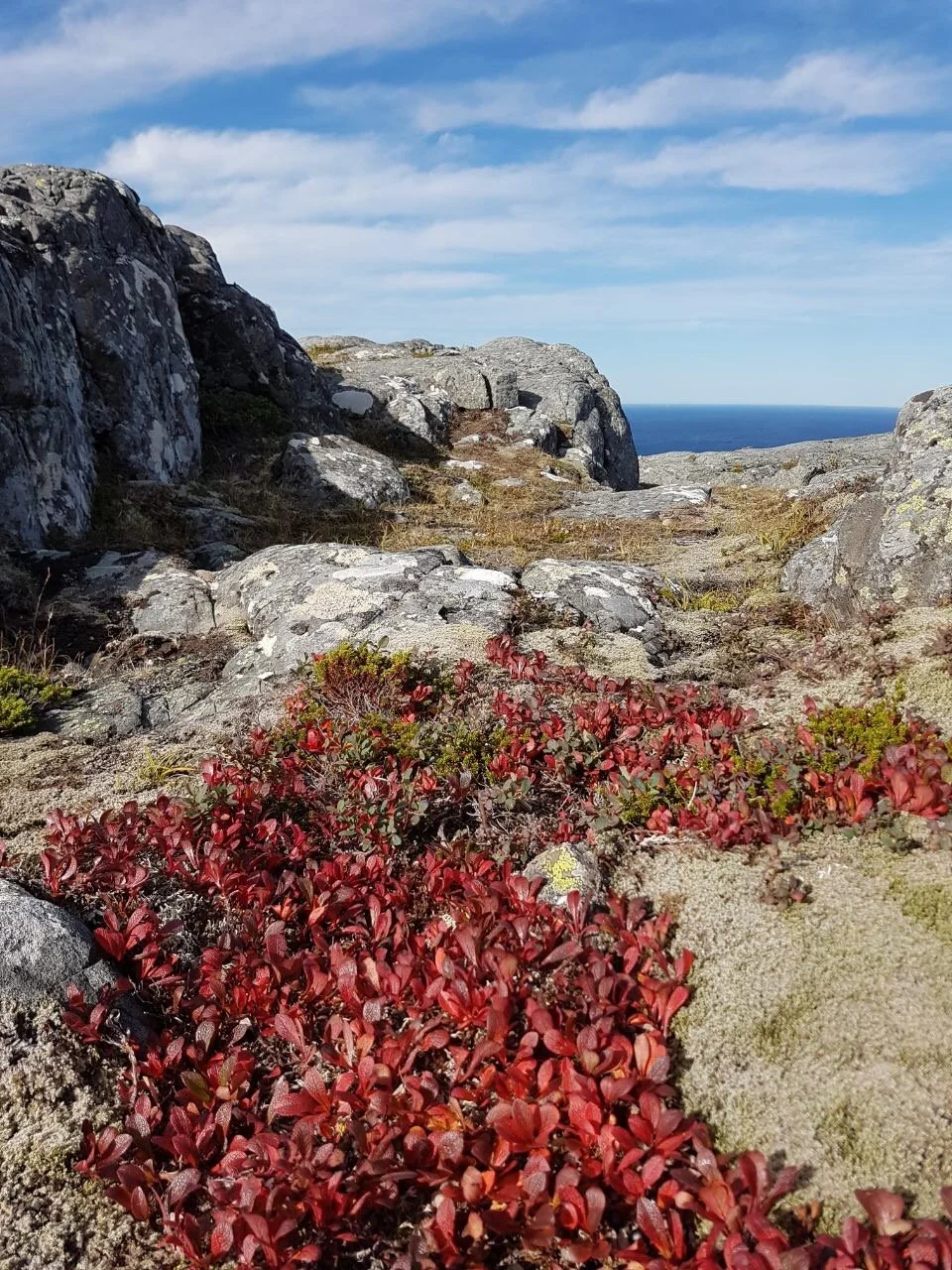 Felsige Küste mit roten Bodenbedeckern, großen Steinen und Blick aufs Meer unter blauem Himmel.