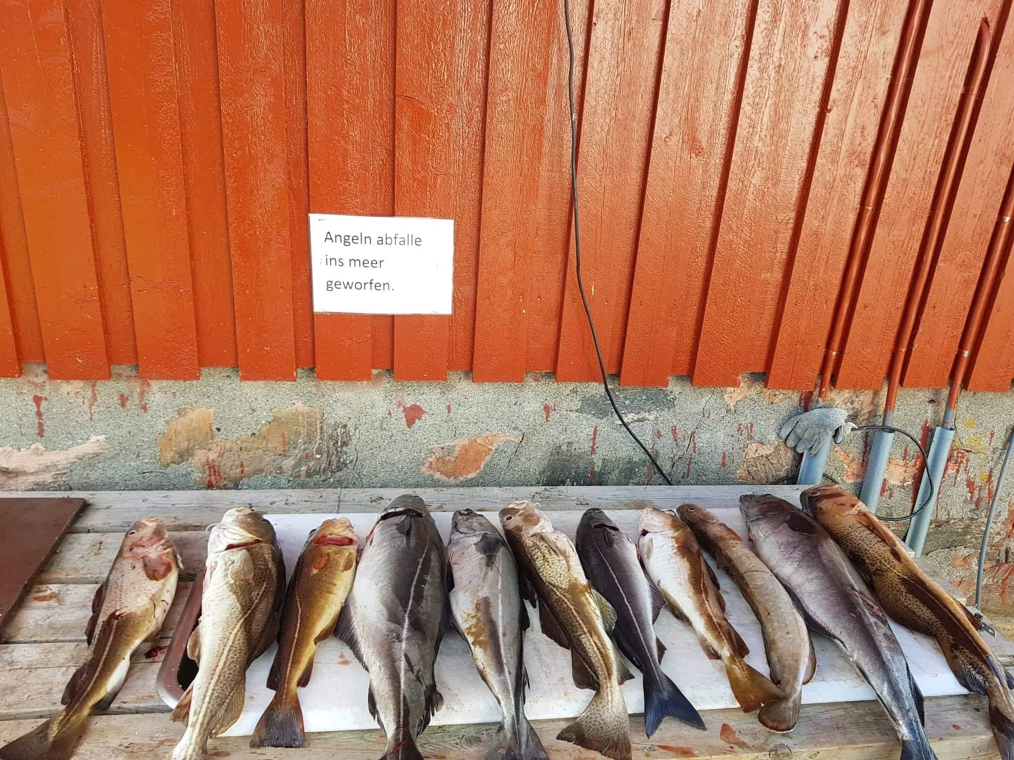 Mehrere gefangene Fische liegen auf einem Holztisch, dahinter eine rote Holzwand und ein Zettel mit der Aufschrift "Angeln abfalle ins meer geworfen."