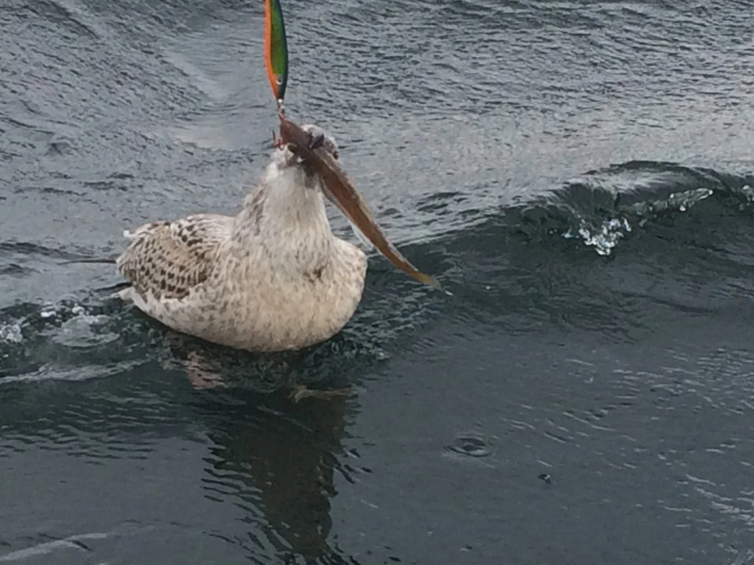 Braun- und Weiß gefärbter Vogel mit langen Schnabel hält Fisch im Schnabel, schwimmt auf Wasser.