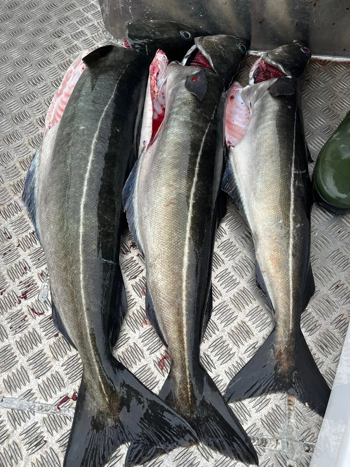 Fischstücke, vermutlich Heilbutt, auf einer Metallbodenfläche, teilweise geöffnet zur Entnahme des Fleisches.