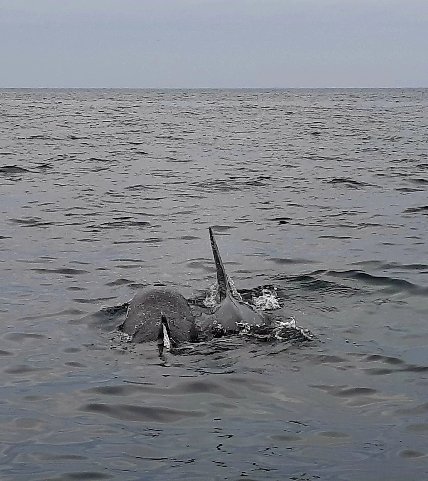 Ein Wal schwimmt im Meer, mit seinem Rücken und einem Flossen sichtbar