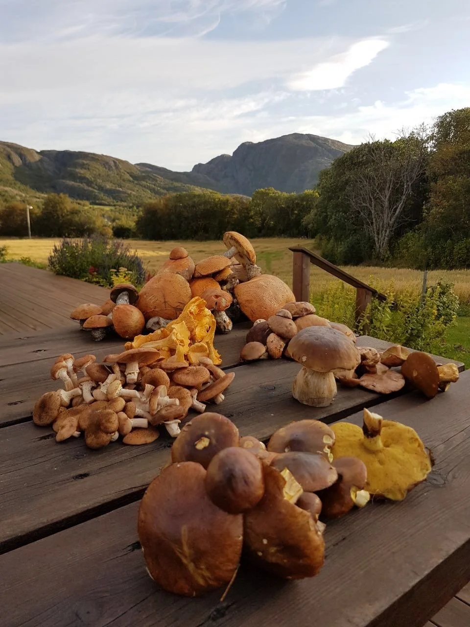 Verschiedene Pilze liegen auf einem Holzständer im Freien mit Bergen und Bäumen im Hintergrund.