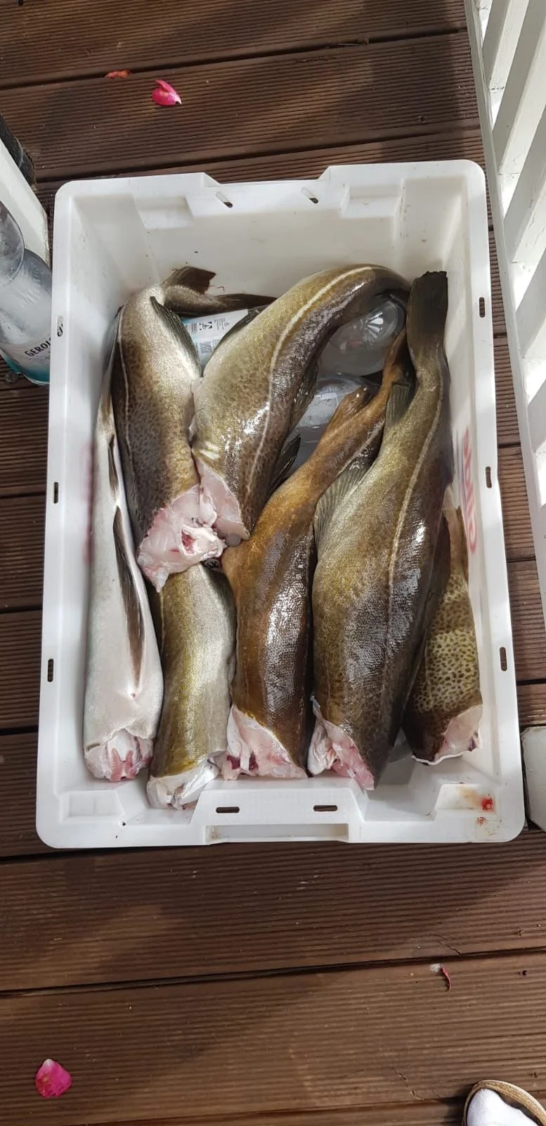 Mehrere gefangene Fische in einem weißen Kisten auf einem Holzdeck