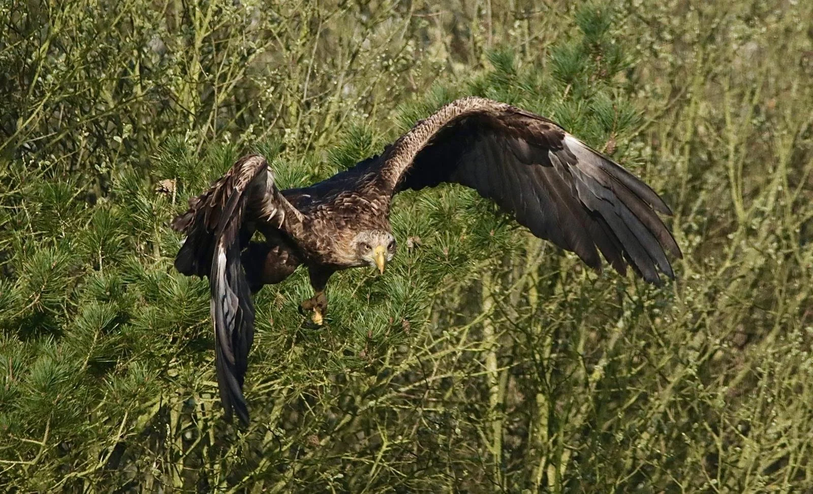 Ein Adler fliegt durch einen dicht bewachsenen Wald mit grünen Ästen.