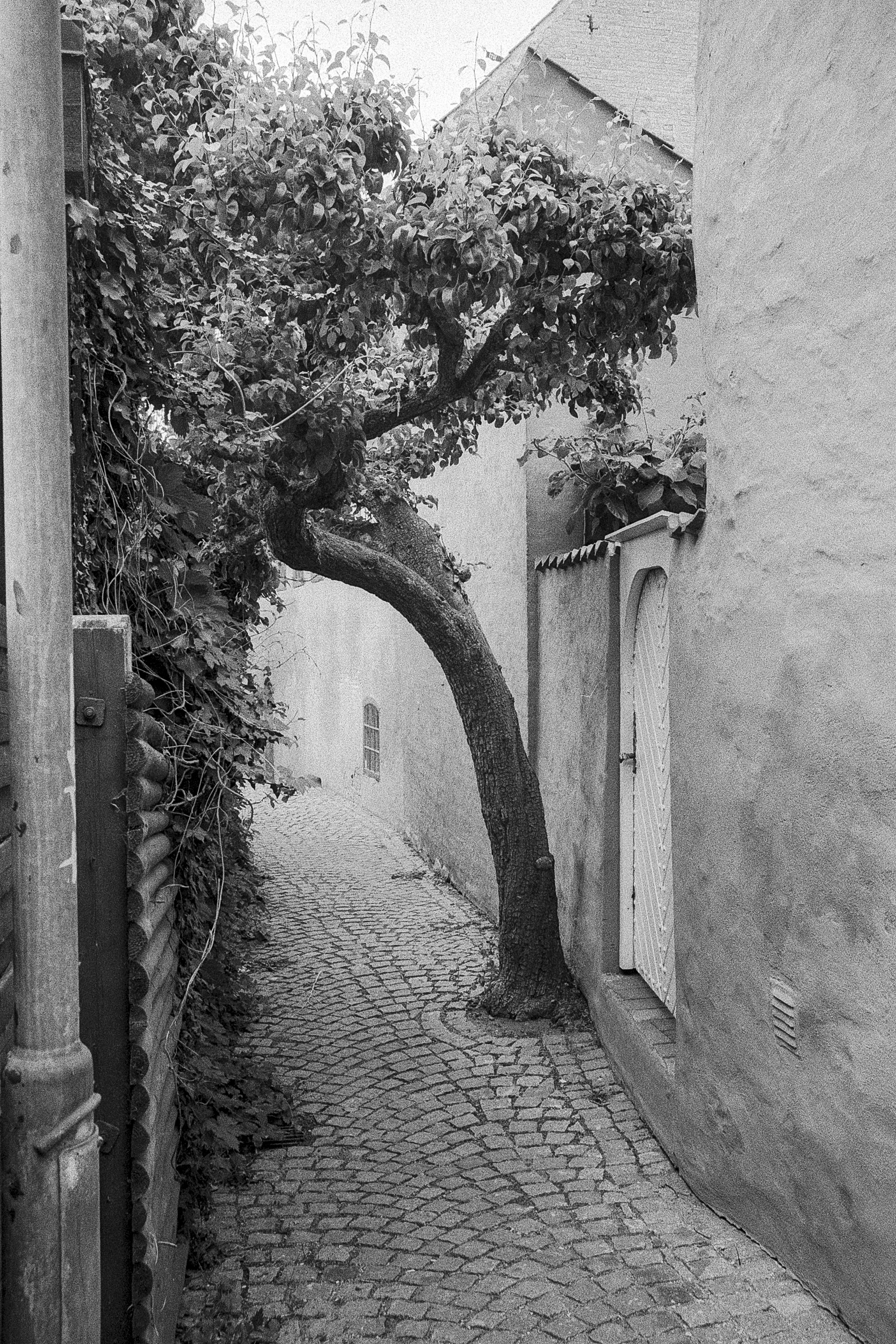 træ i faaborg.jpg
