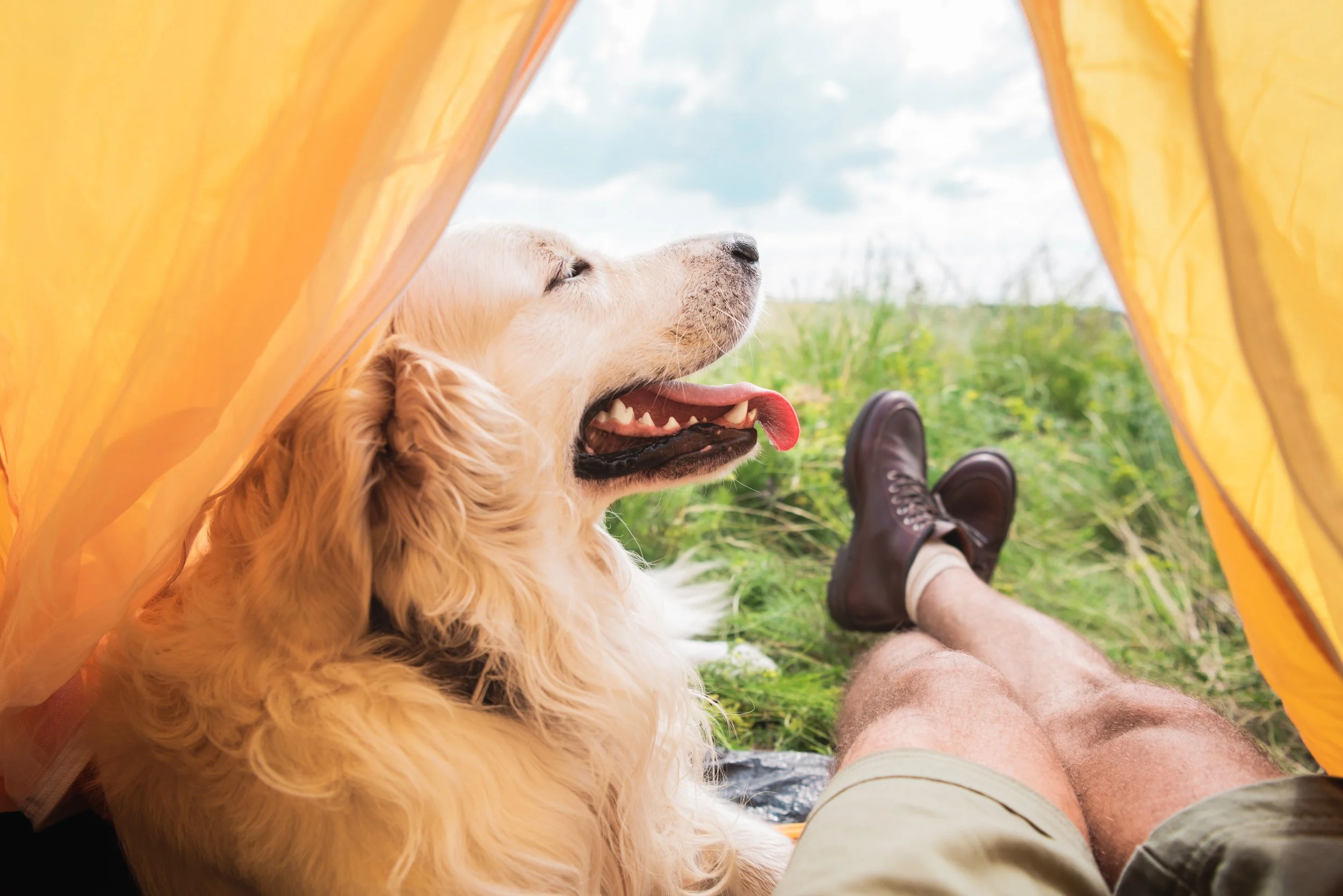 Camping with Your Dog: The Complete Weekend Checklist