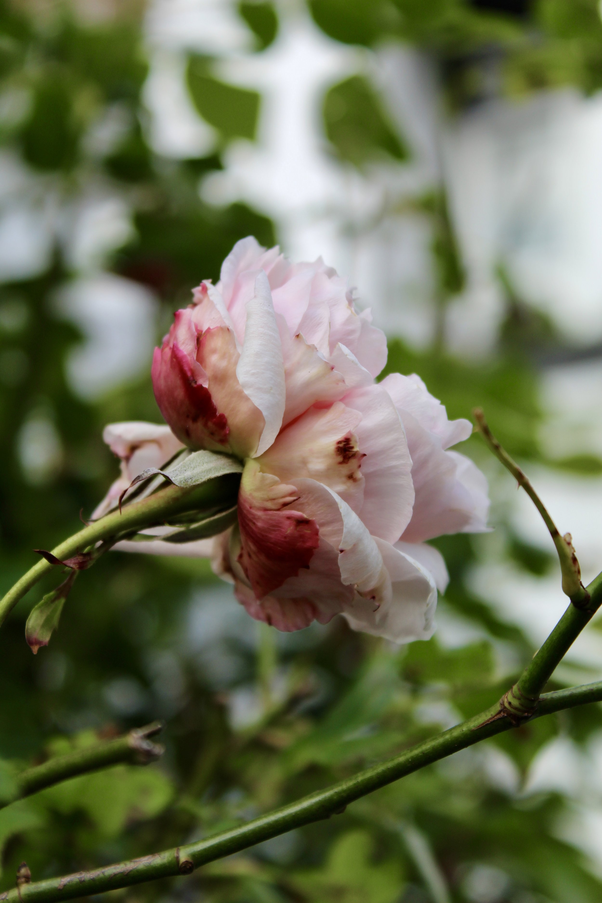 IMG_5594.JPG