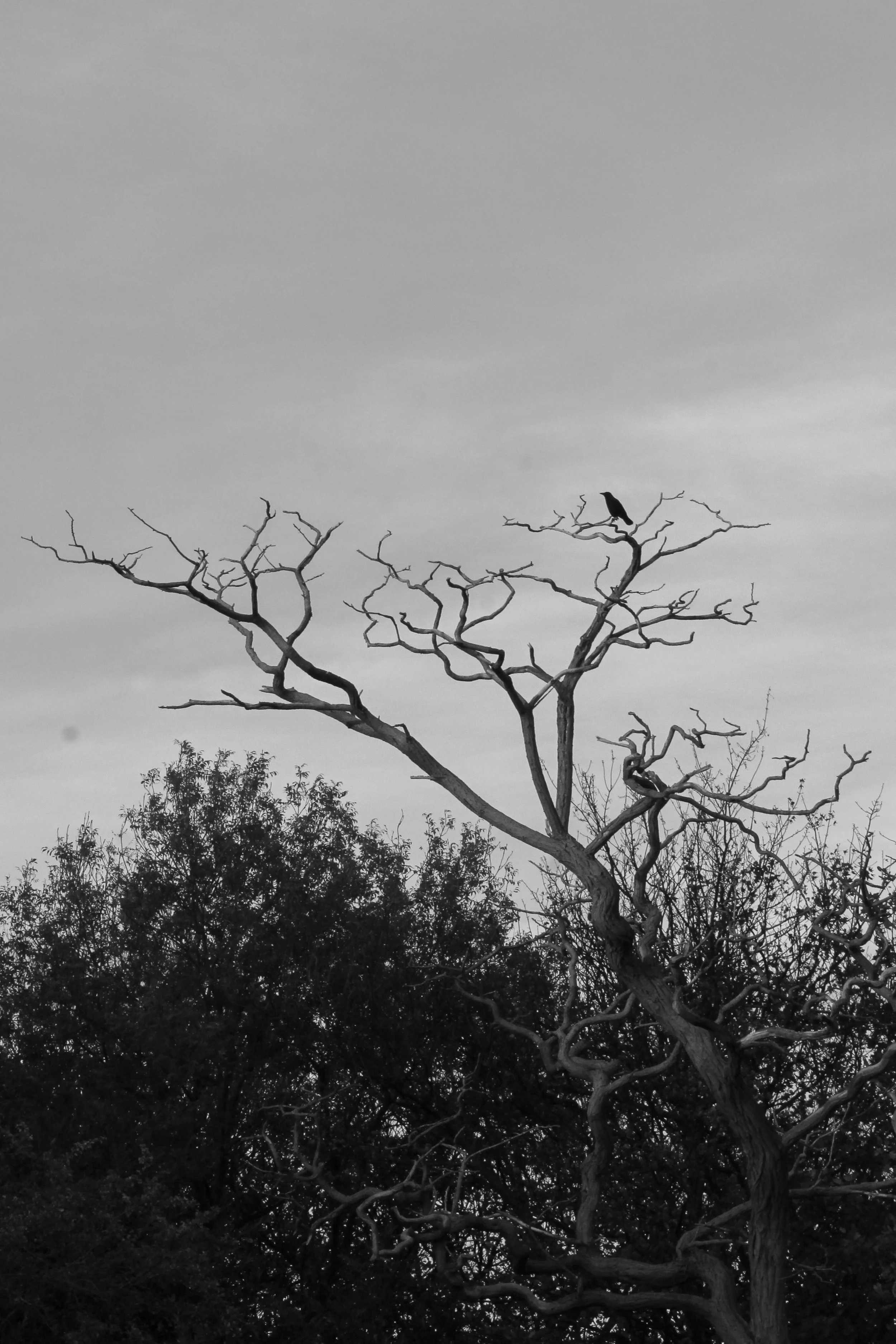 IMG_4454.jpg