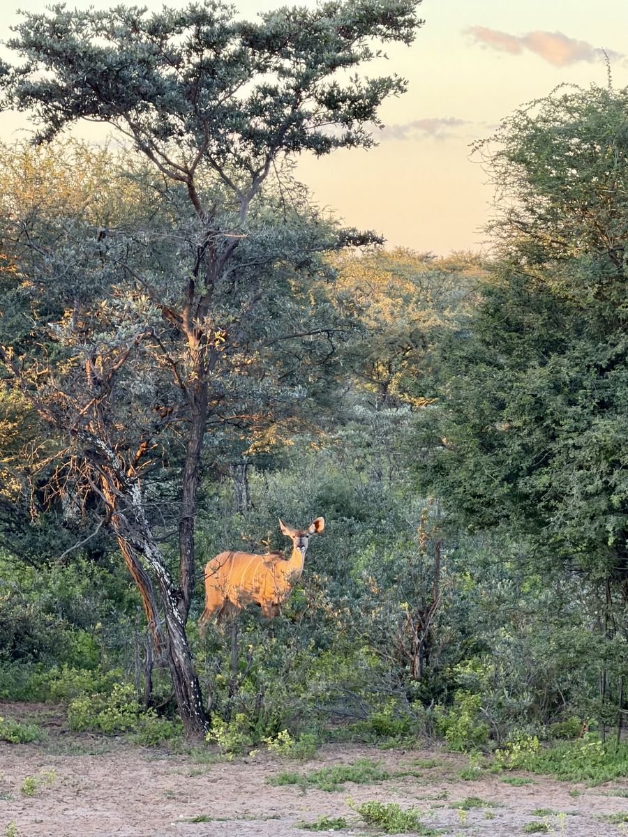 A deer standing among green bushes and trees in Botswana, sun setting while on a game walk at a Safari lodge.