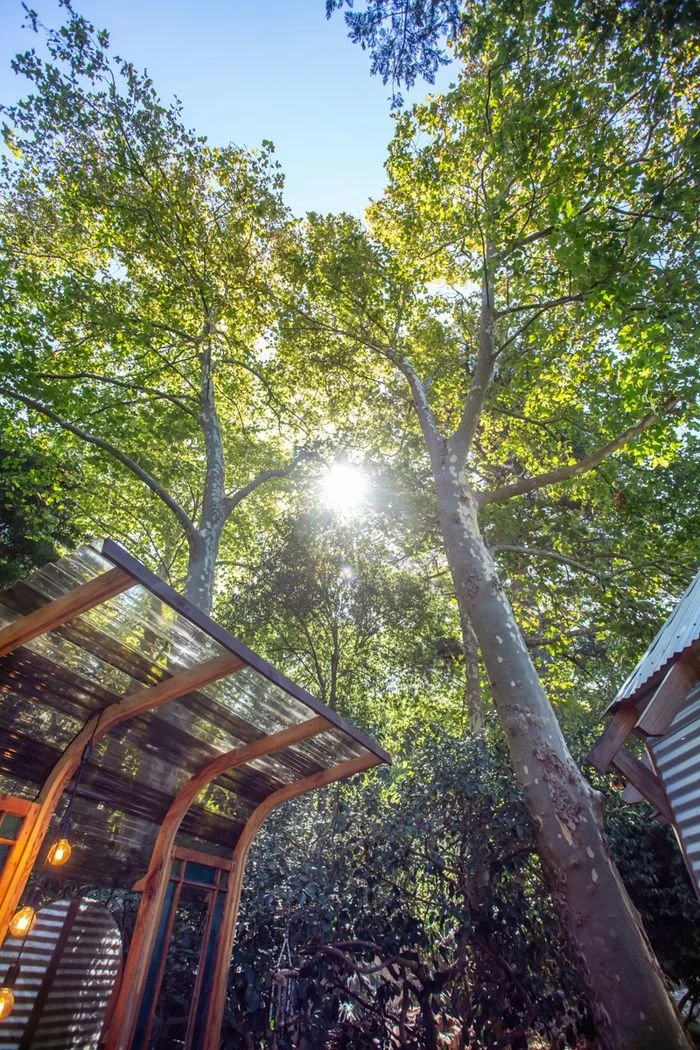 View of tall trees with green leaves and sunlight shining through, with a wooden and glass structure and string lights in the foreground.