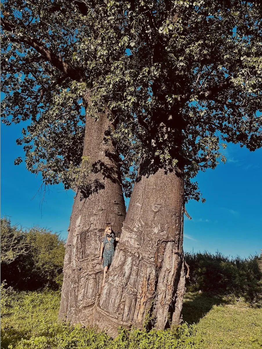 A person wearing glasses and a dress standing next to a very large, thick tree with a wide trunk and green leaves, on a sunny day with a clear blue sky.