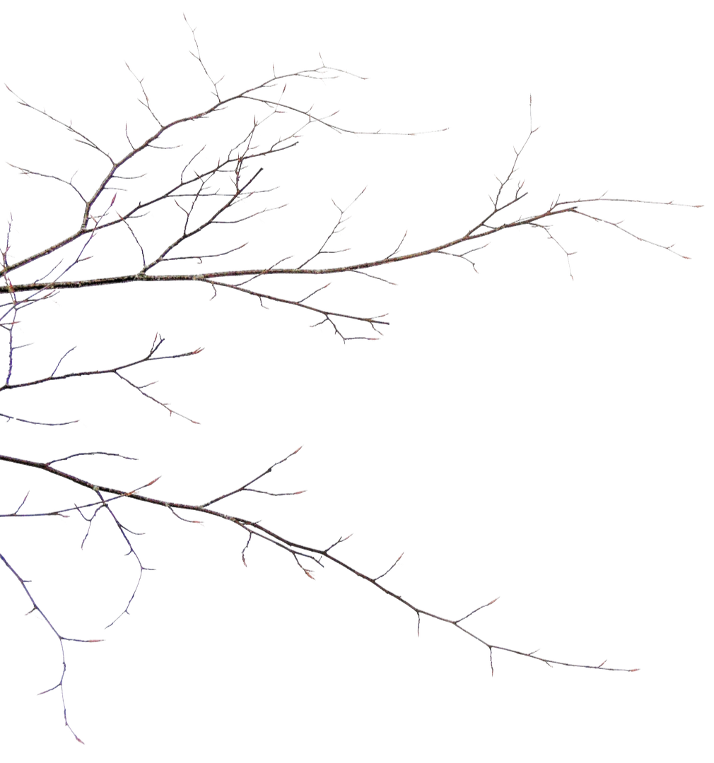 Bare tree branch against a black background.