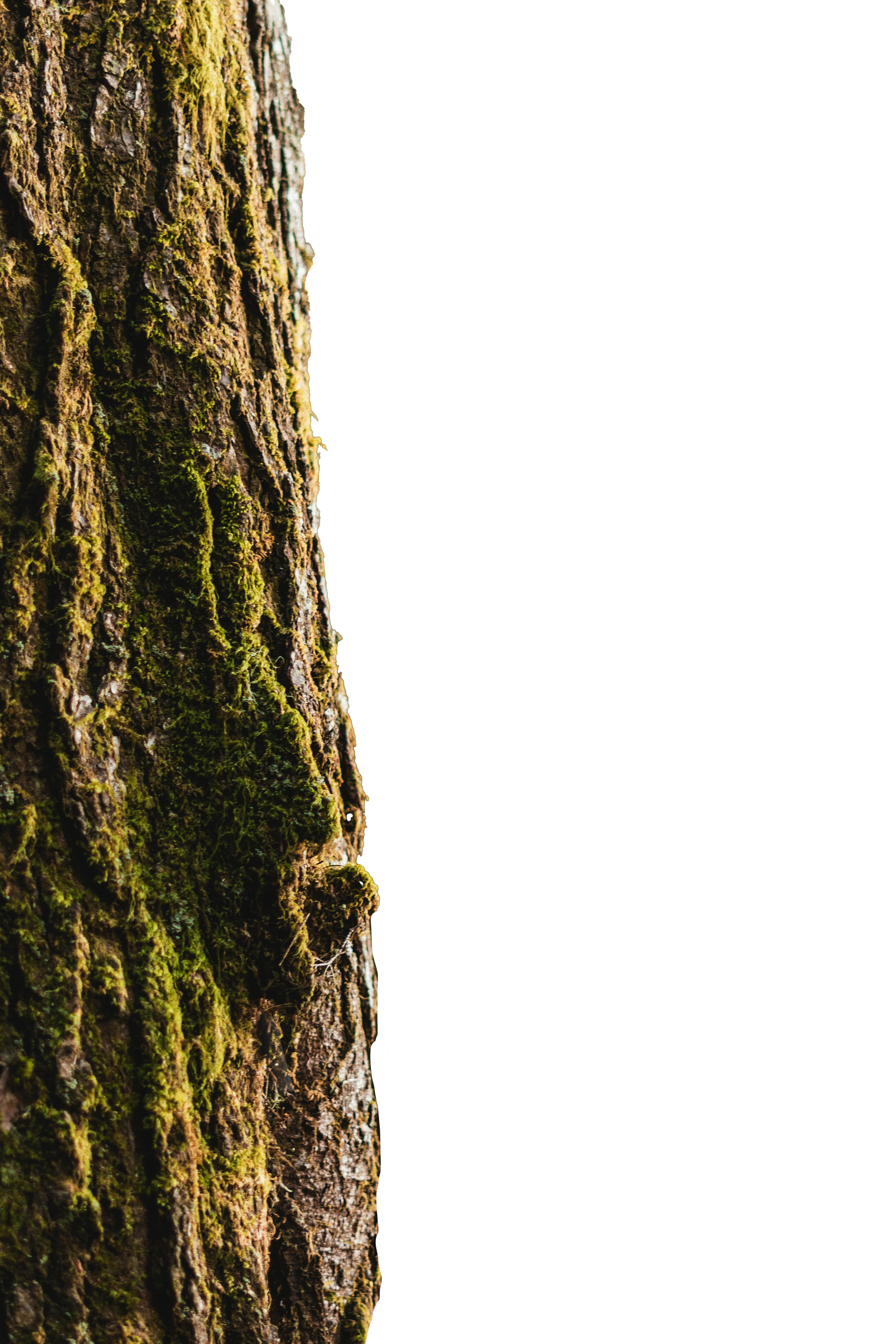 Close-up of tree bark with green moss and rough texture.