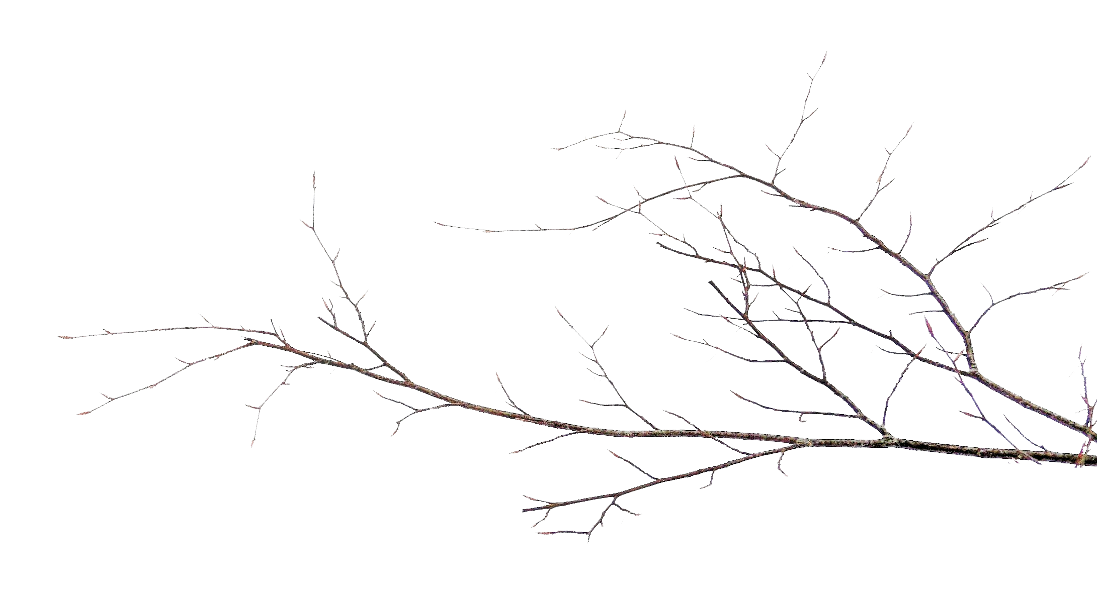 A distorted, glitchy image of tree branches with no leaves against a black background.