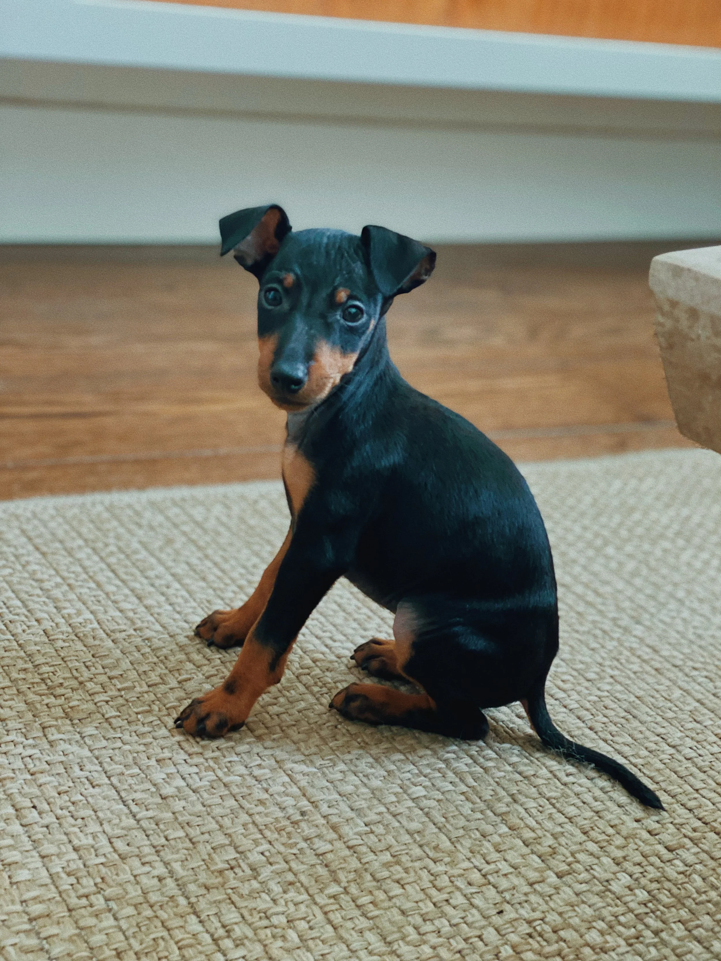 Puppy receiving professional puppy class training from The Canine Coach in Farnborough, Hampshire and surrounding areas